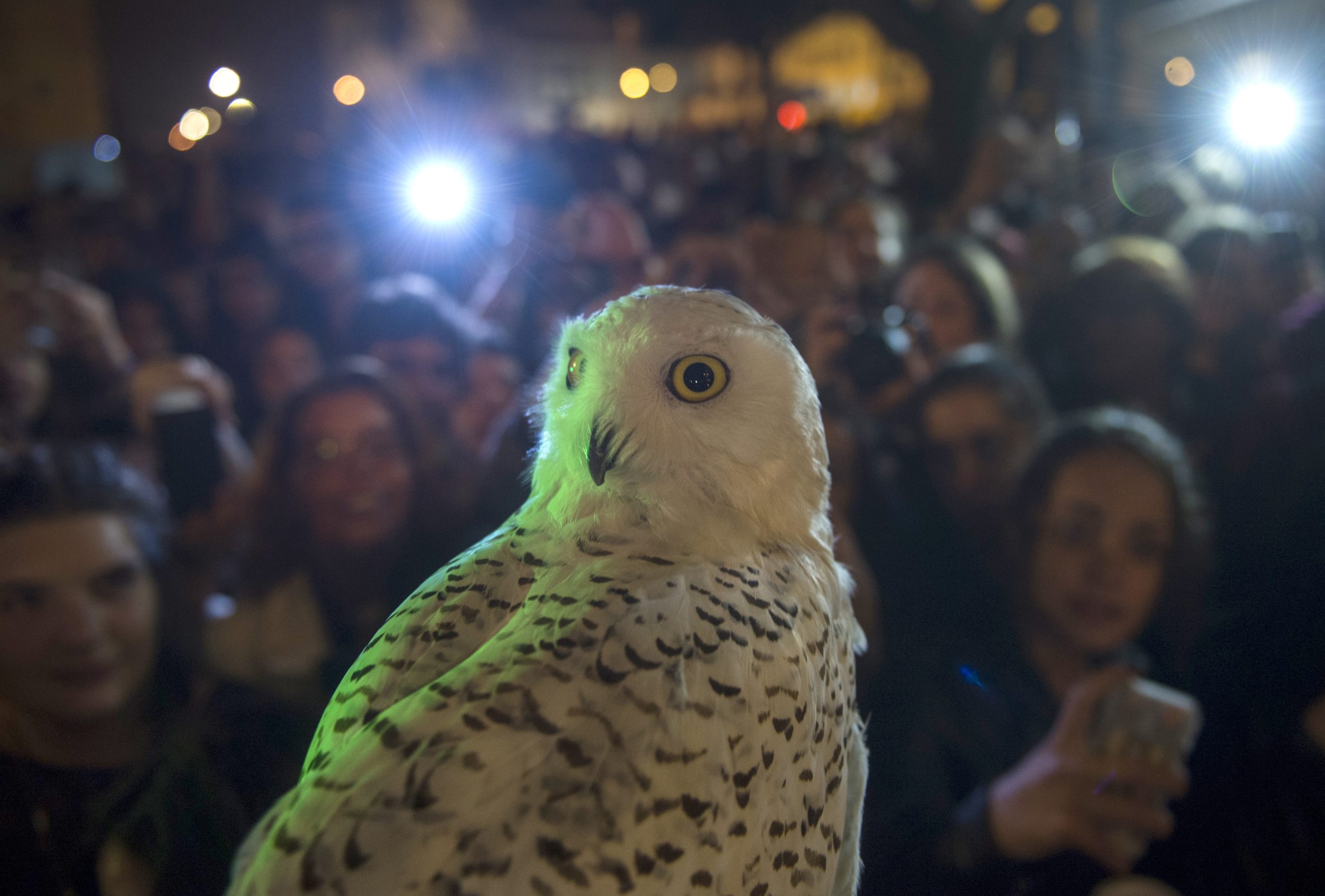 O comboio para Hogwarts não foi anunciado em King’s Cross e os fãs de Harry Potter responderam