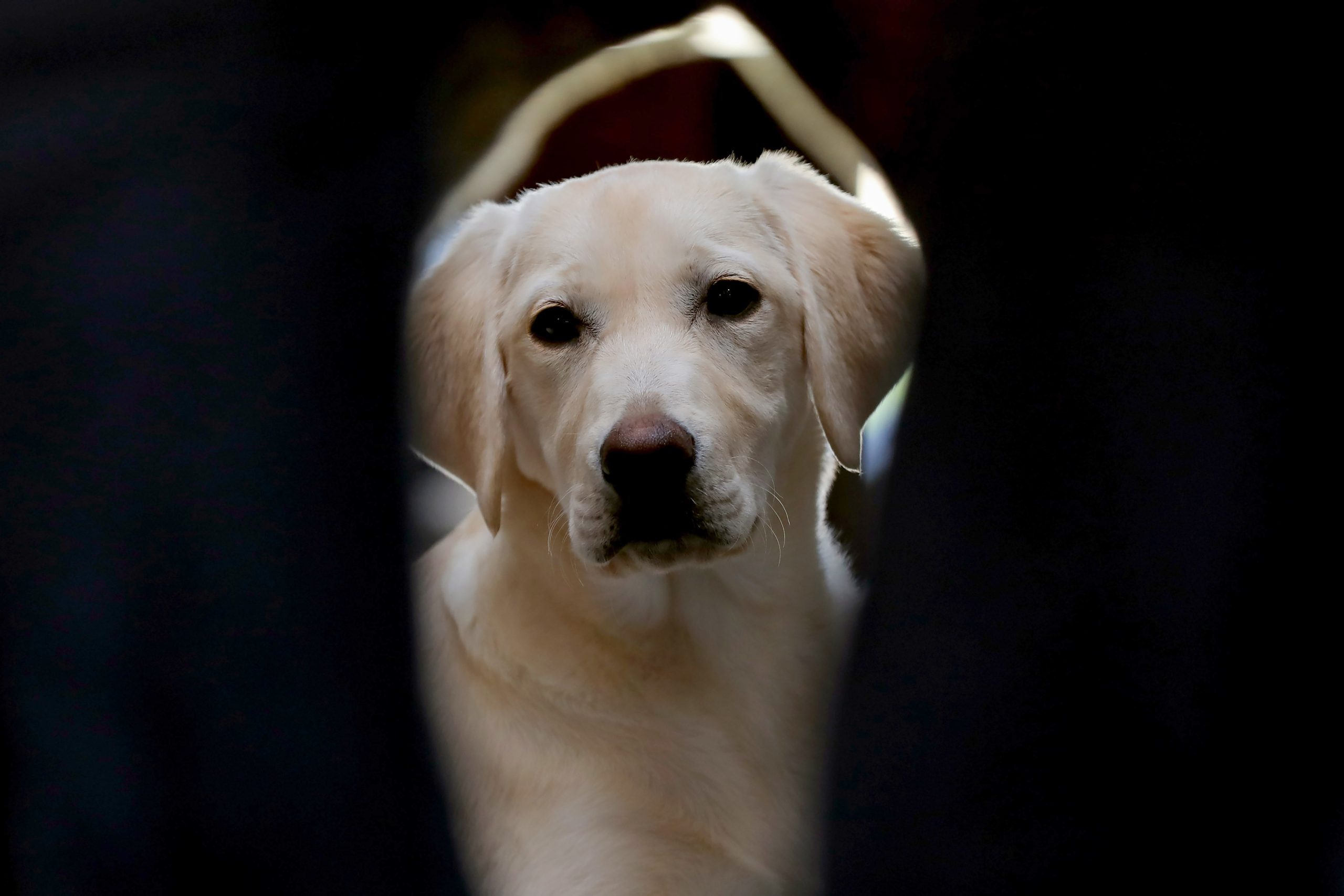 Parlamento Europeu aprova regras para o bem-estar e rastreio de cães e gatos