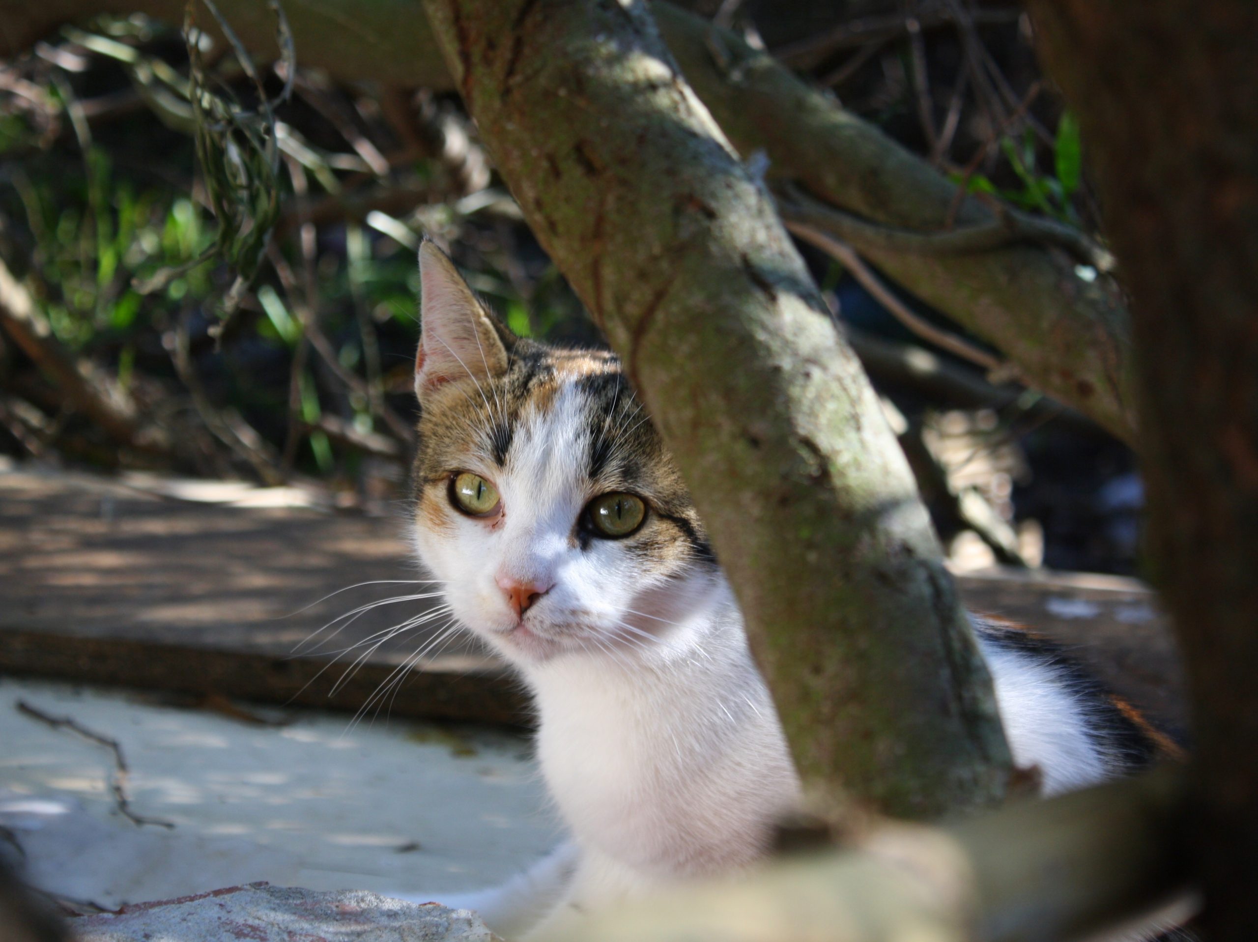 Tentou vacinar o seu gato e não conseguiu? Falta de vacinas só deverá estar normalizada no próximo ano