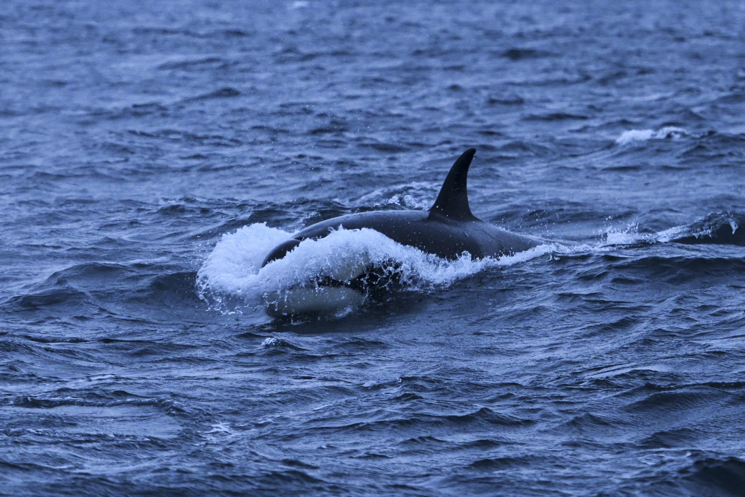 Rússia anuncia a libertação de orcas fechadas em cativeiro