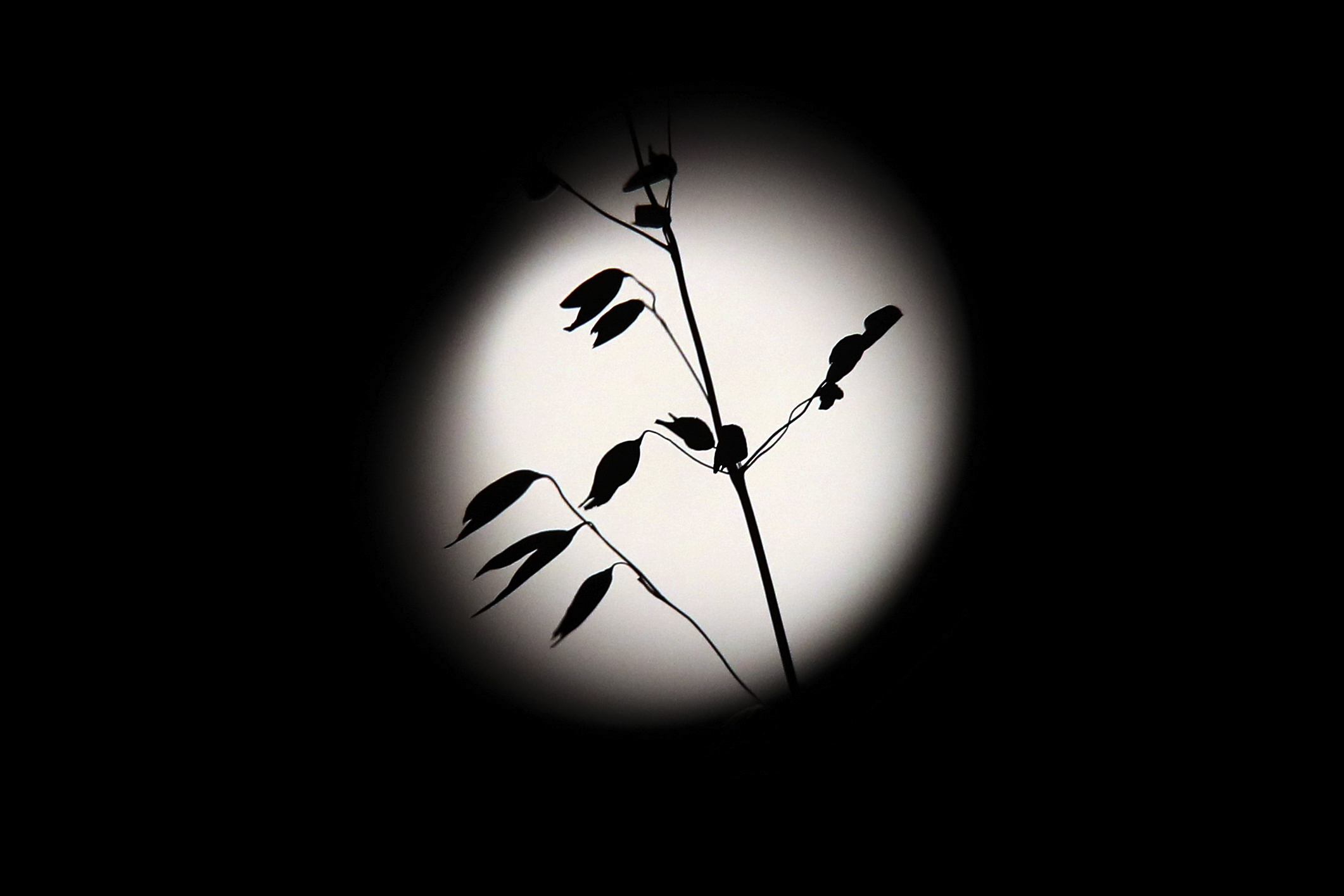 À noite vá à janela. Maior super Lua do ano acontece hoje