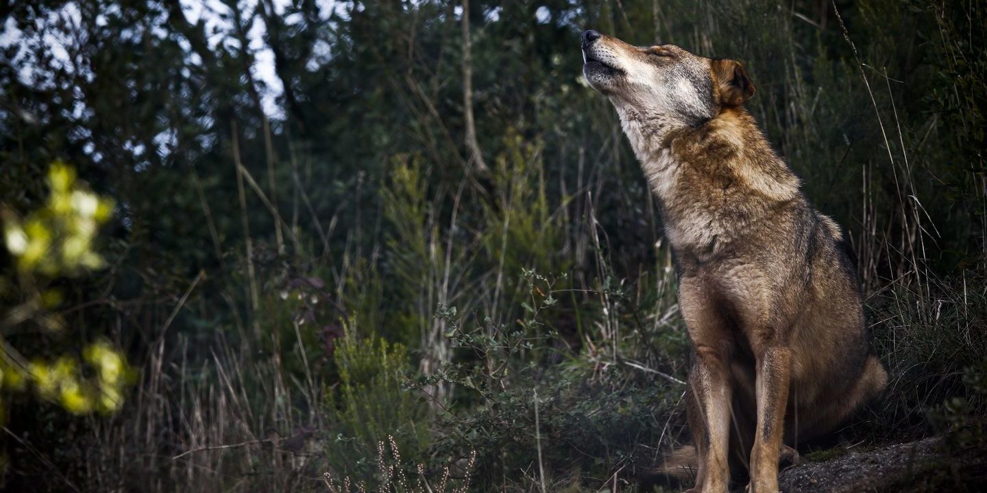 Lobos causam pânico na Índia. Nove crianças e um adulto mortos em ataques desde abril