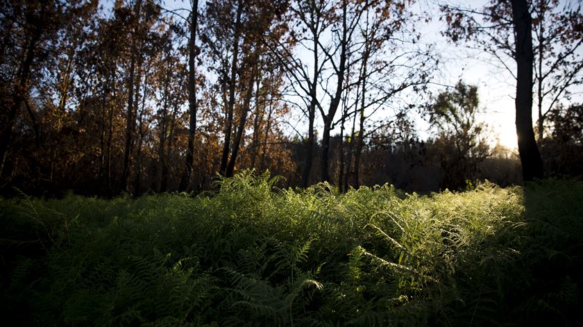 Quercus contesta abate de árvores junto de estrada nacional em Trancoso