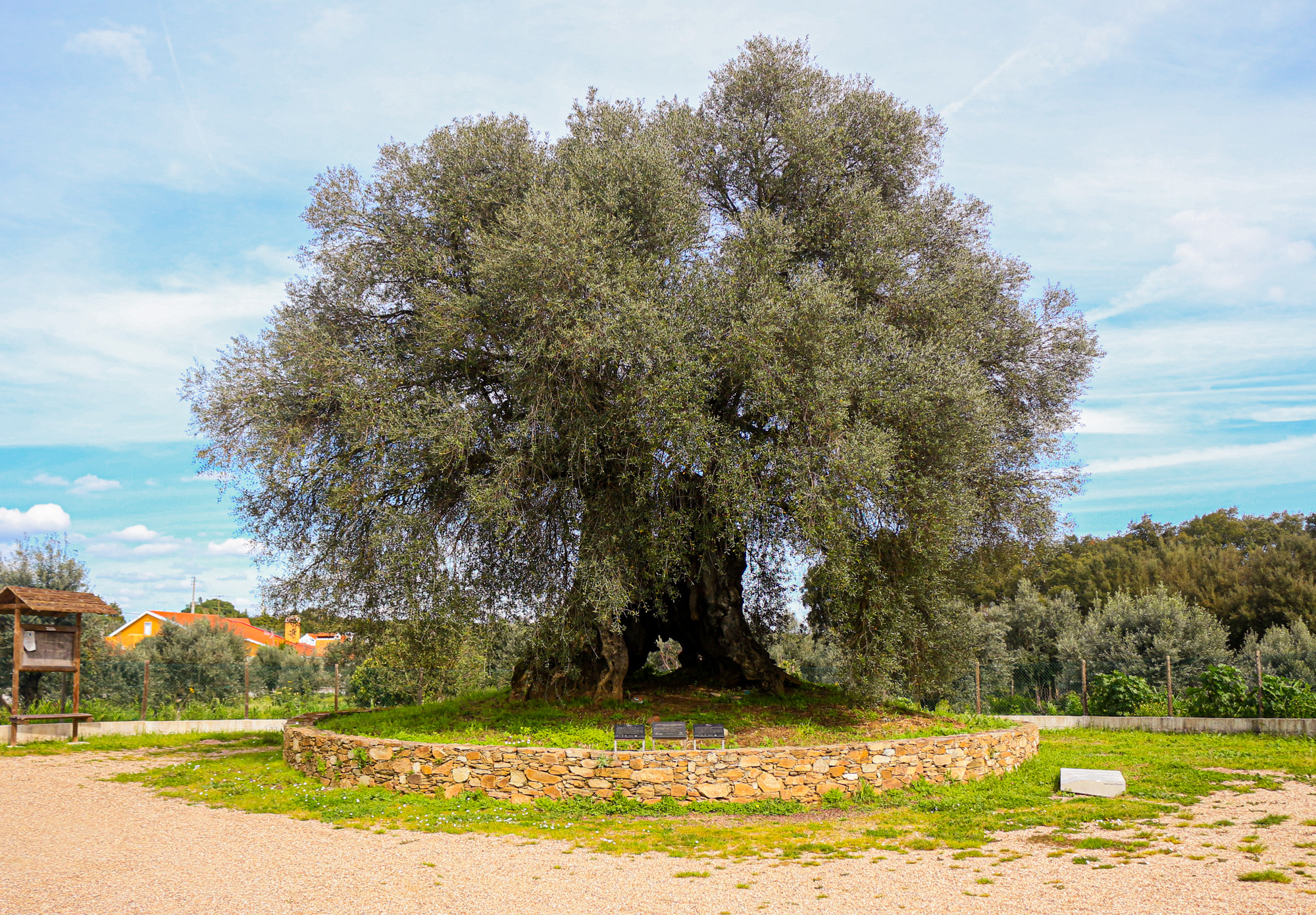 Turismo com sabor: em Abrantes adota-se oliveiras e recebe-se azeite em vez de íman para o frigorífico