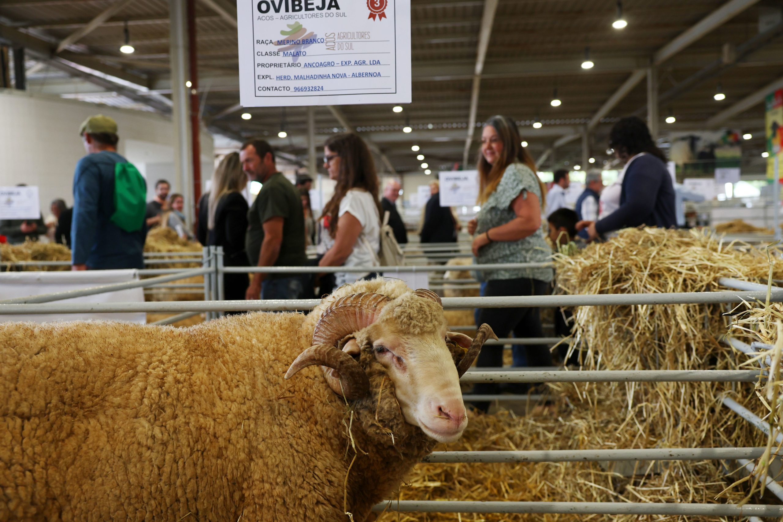 Ovibeja junta mais de mil expositores para mostrar “todo o Alentejo deste mundo”