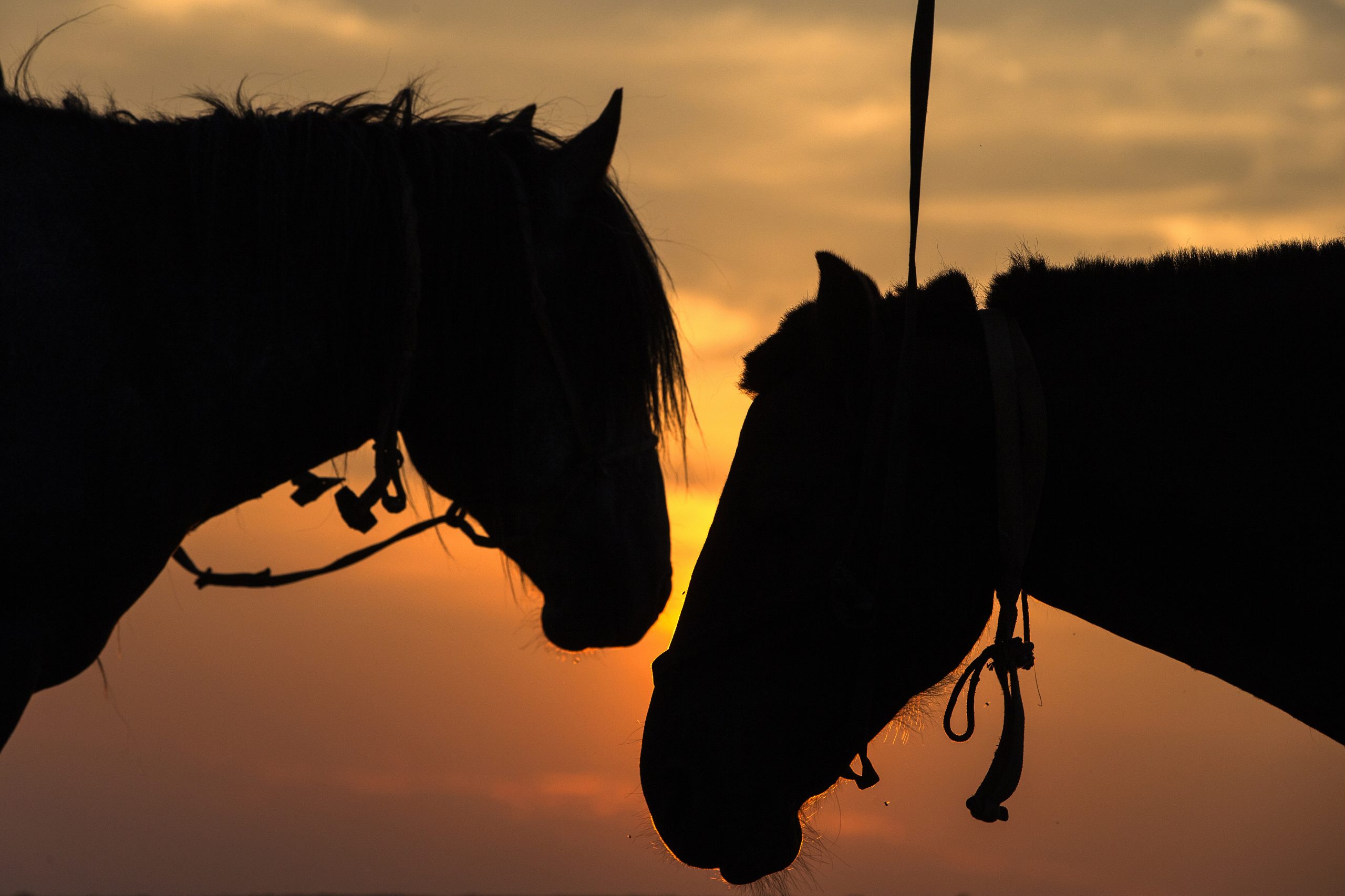 Cerca de mil romeiros a cavalo esperados no sábado em Viana do Alentejo