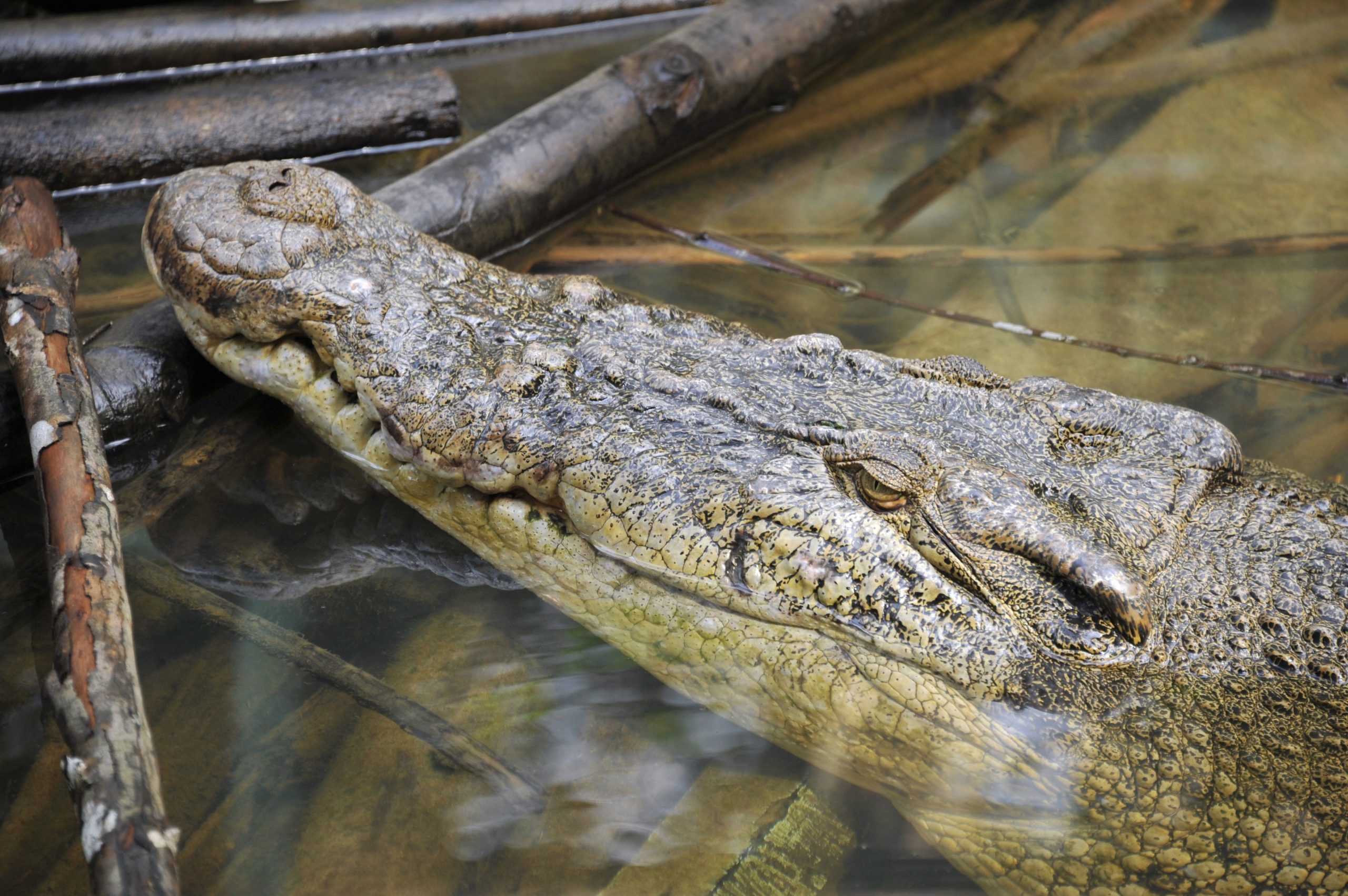 Multidão enfurecida massacra 300 crocodilos na Indonésia