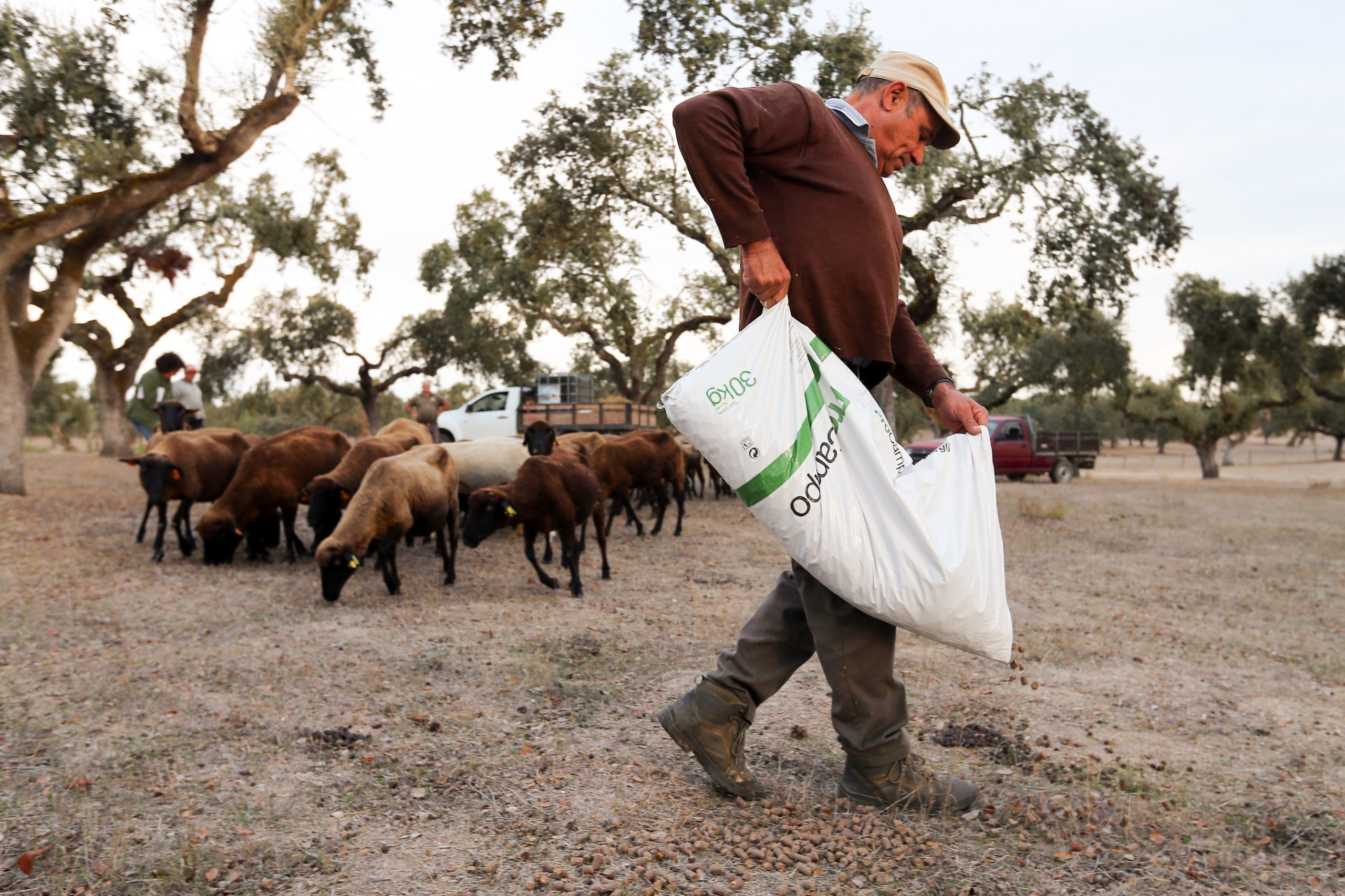 Criadores de gado do Alentejo distribuem água e comida “de manhã à noite”