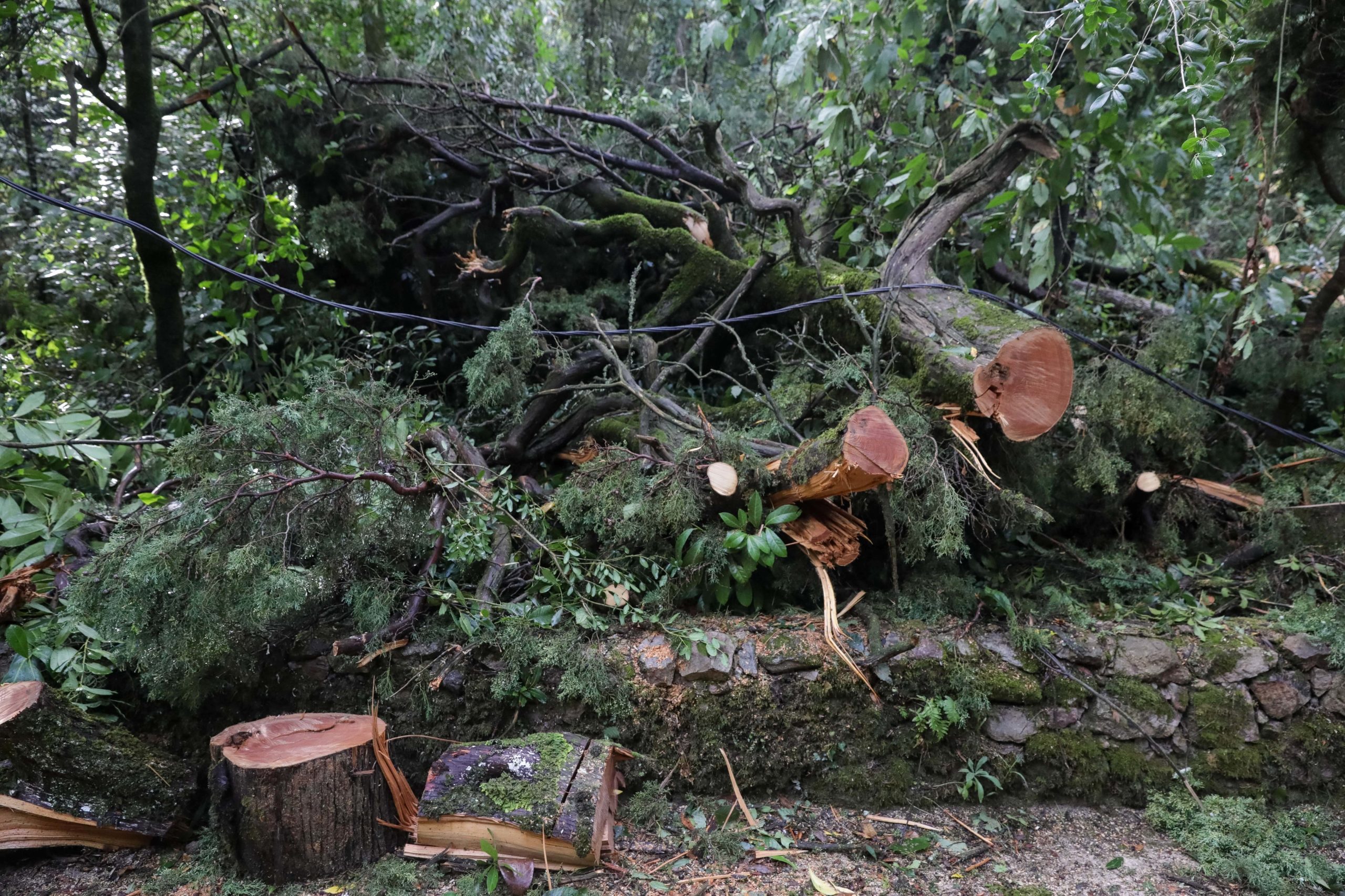 Tempestade Leslie. Ministro prevê pelo menos 10 milhões de euros de ajuda aos agricultores