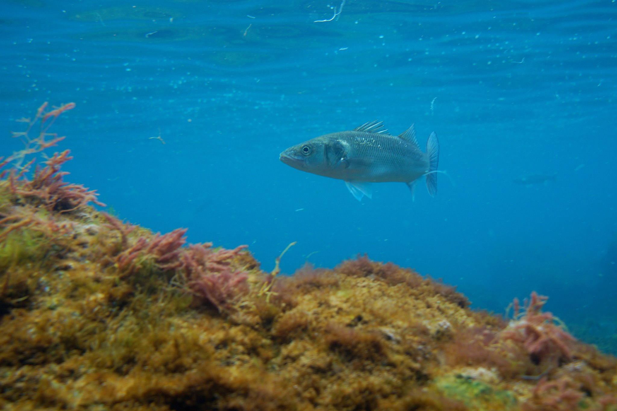 Proteína animal sem sacrificar a espécie. Já estão a ser testados os primeiros filetes de robalo produzidos em laboratório em Portugal