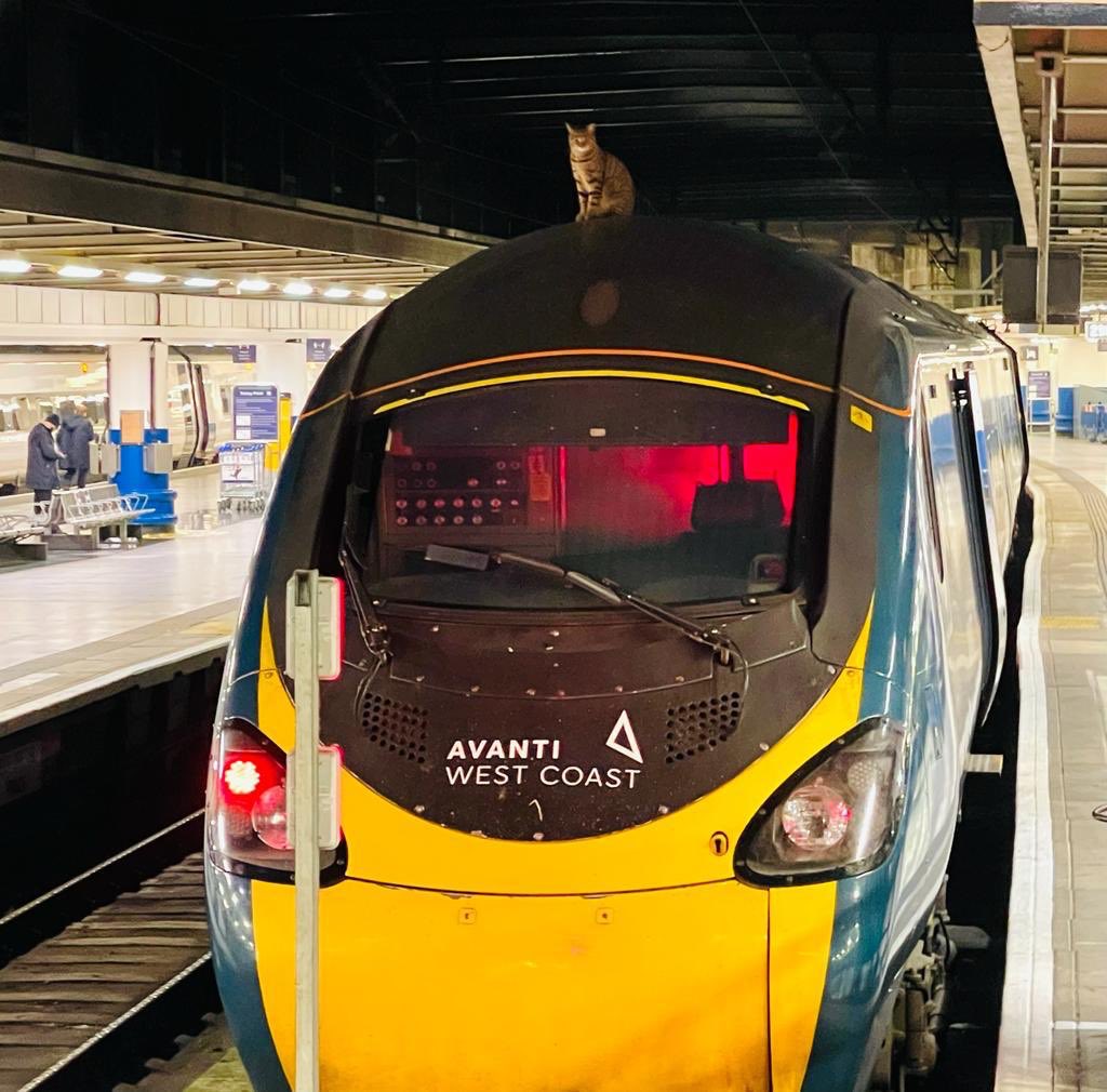 Em Londres, um gato ‘surfista’ de comboios esteve prestes a fazer uma viagem de alta velocidade