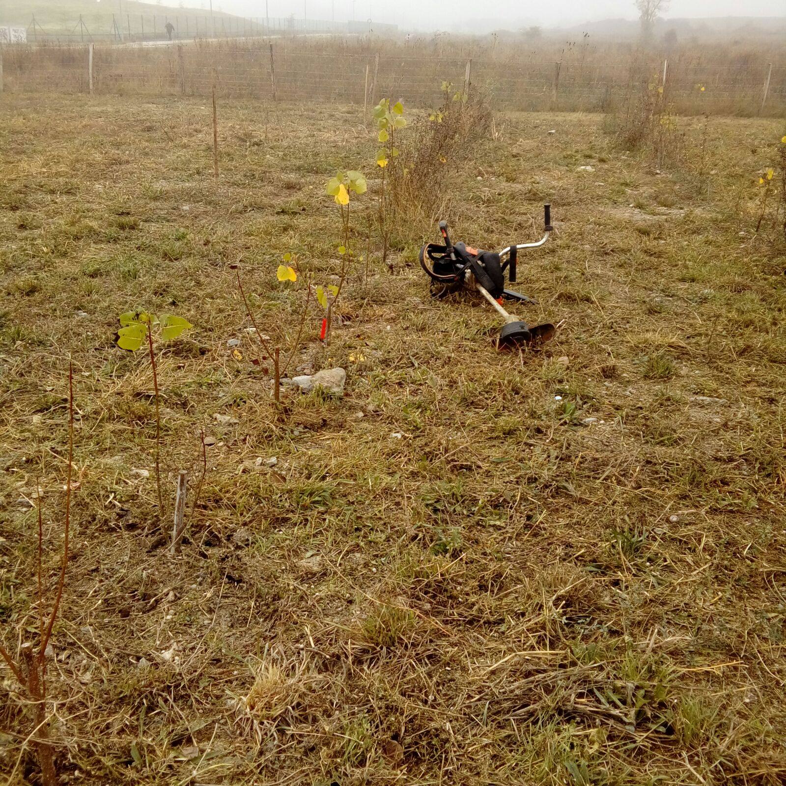 Porto em projeto internacional para recuperar solos contaminados através de plantas