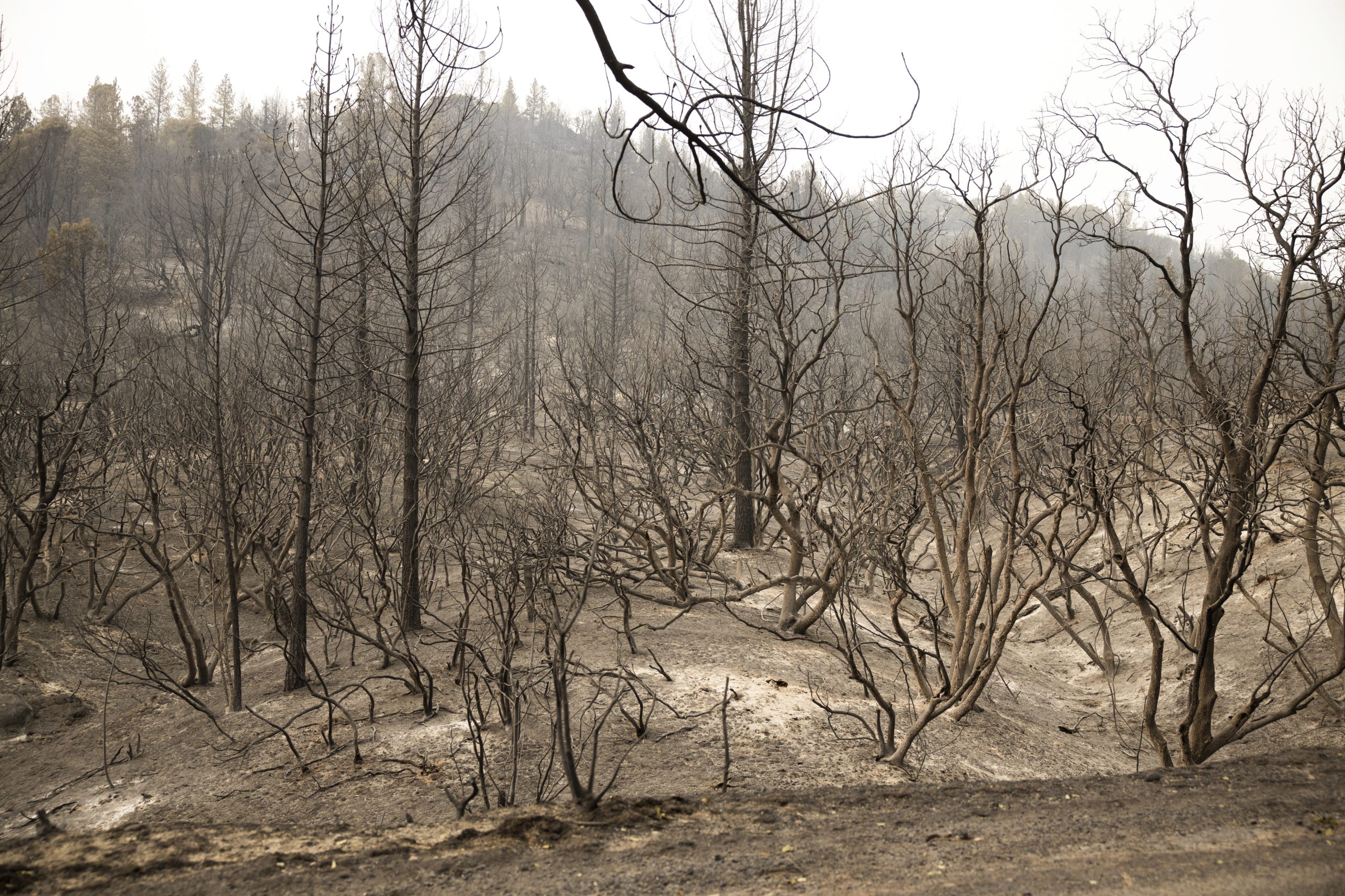 Incêndios obrigam a retirar 500 mil pessoas no estado norte-americano do Oregon