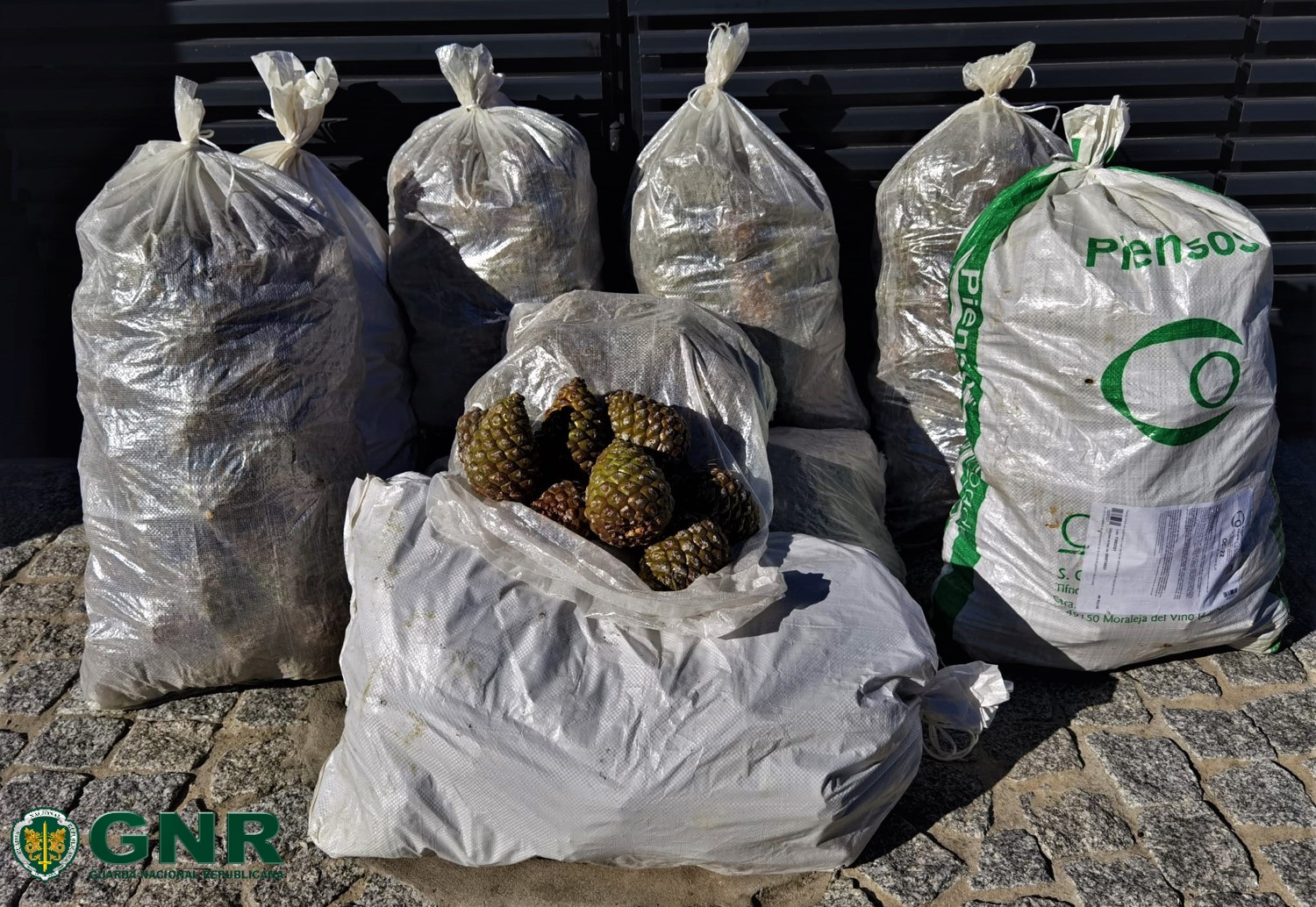 GNR apreendeu cerca de 270 quilos de pinhas mansas em Mangualde. Apanha é proibida até 1 de dezembro