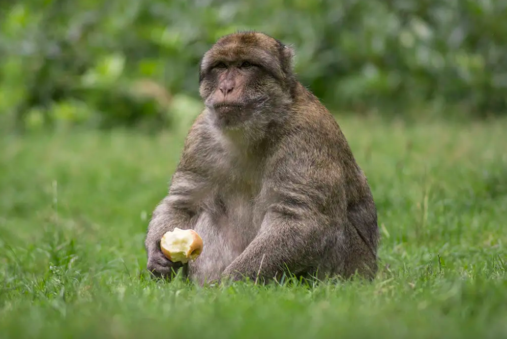 Macacos de Gibraltar comem terra para aliviar o estômago após consumo de comida de turistas