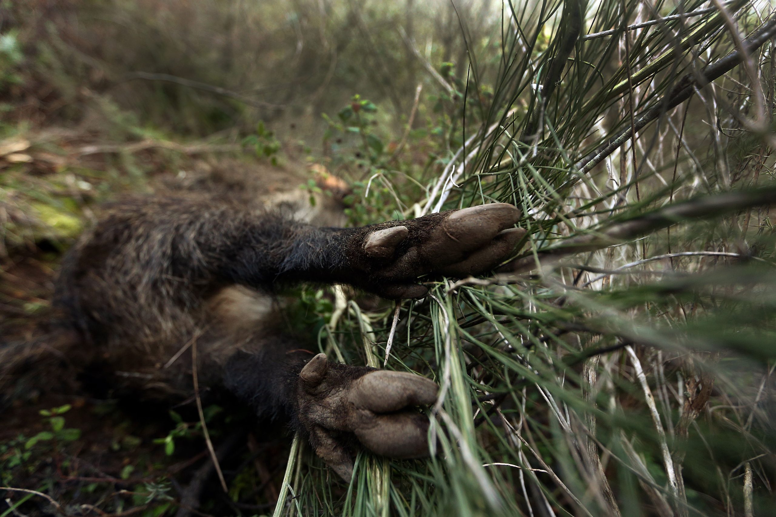 Instituto da Conservação da Natureza abre processo para averiguar abate de animais em montaria