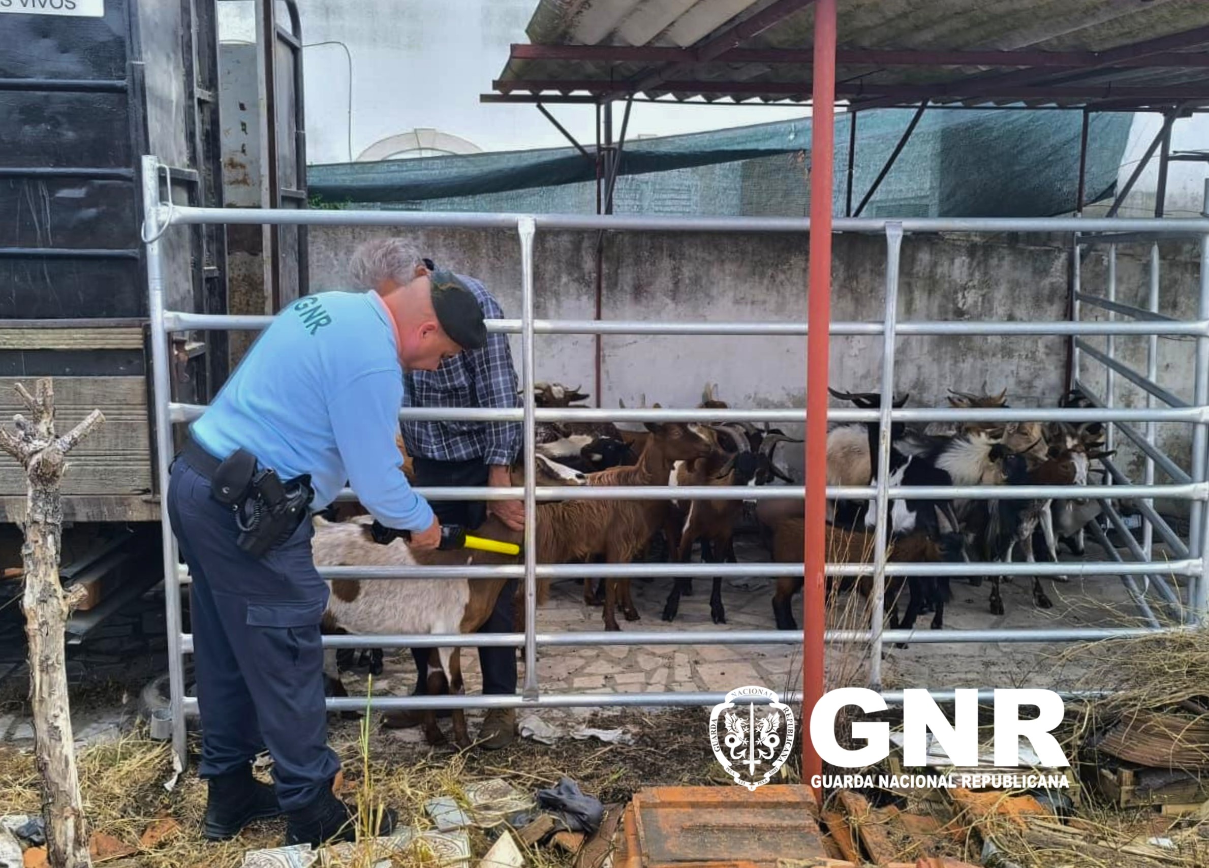 GNR recupera 20 cabras furtadas em Palmela e devolve animais aos proprietários