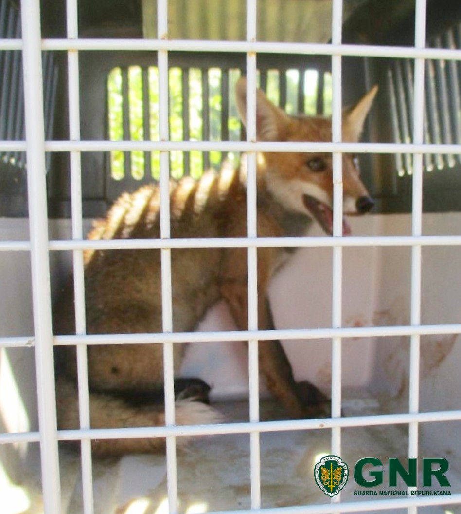 GNR resgata águia-de-asa-redonda em cativeiro em Coruche e raposa-vermelha ferida na Covilhã