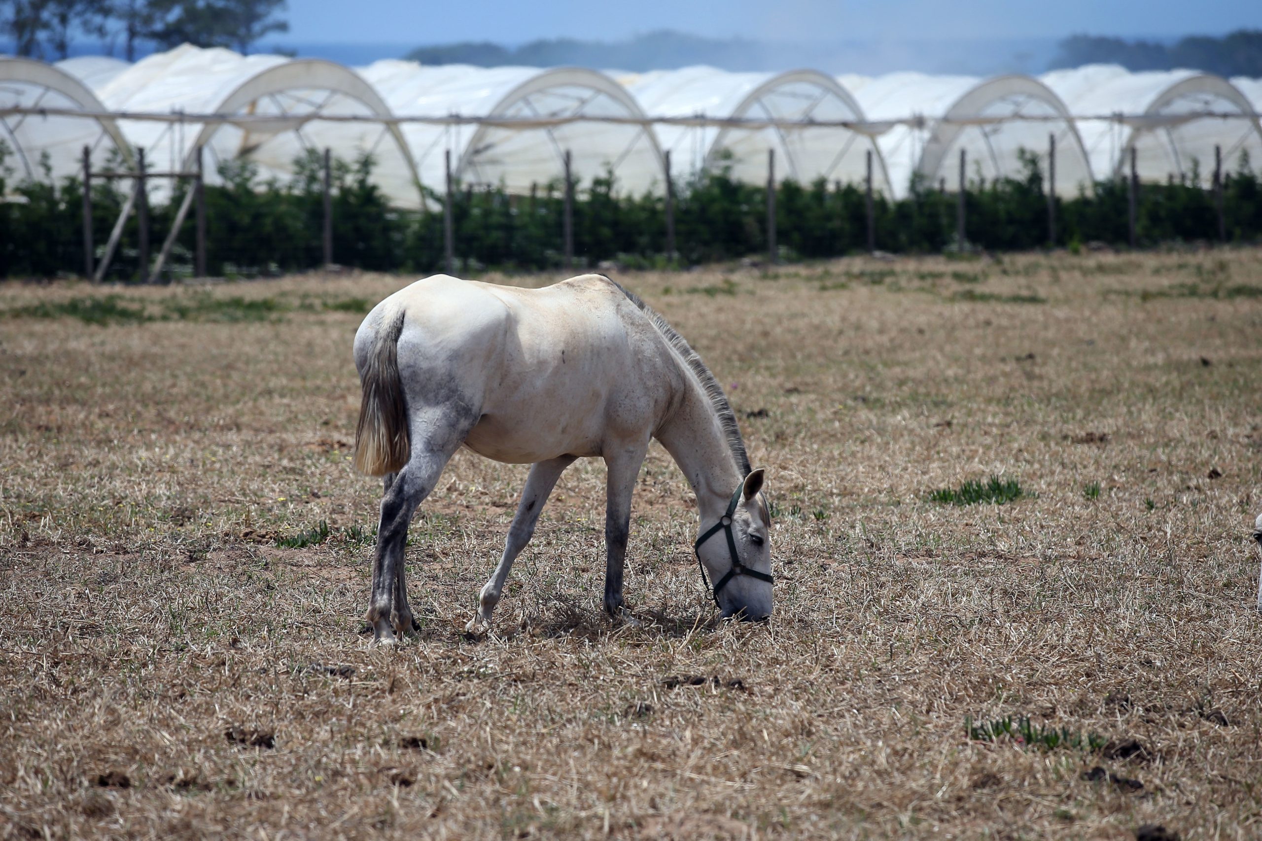 Exploração de cavalos em Valongo sob investigação por alegados maus-tratos