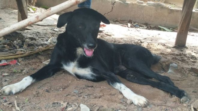 Ping pong, o herói canino: Cão salva recém-nascido enterrado vivo na Tailândia