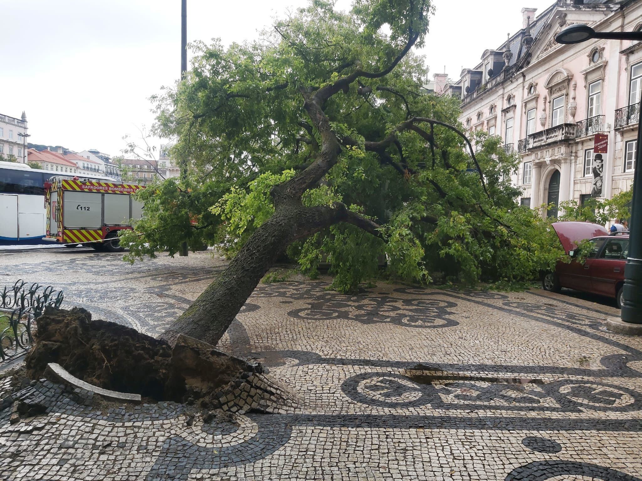 Lisboa: queda de árvore nos Restauradores foi caso isolado e autarquia diz não haver “risco semelhante”