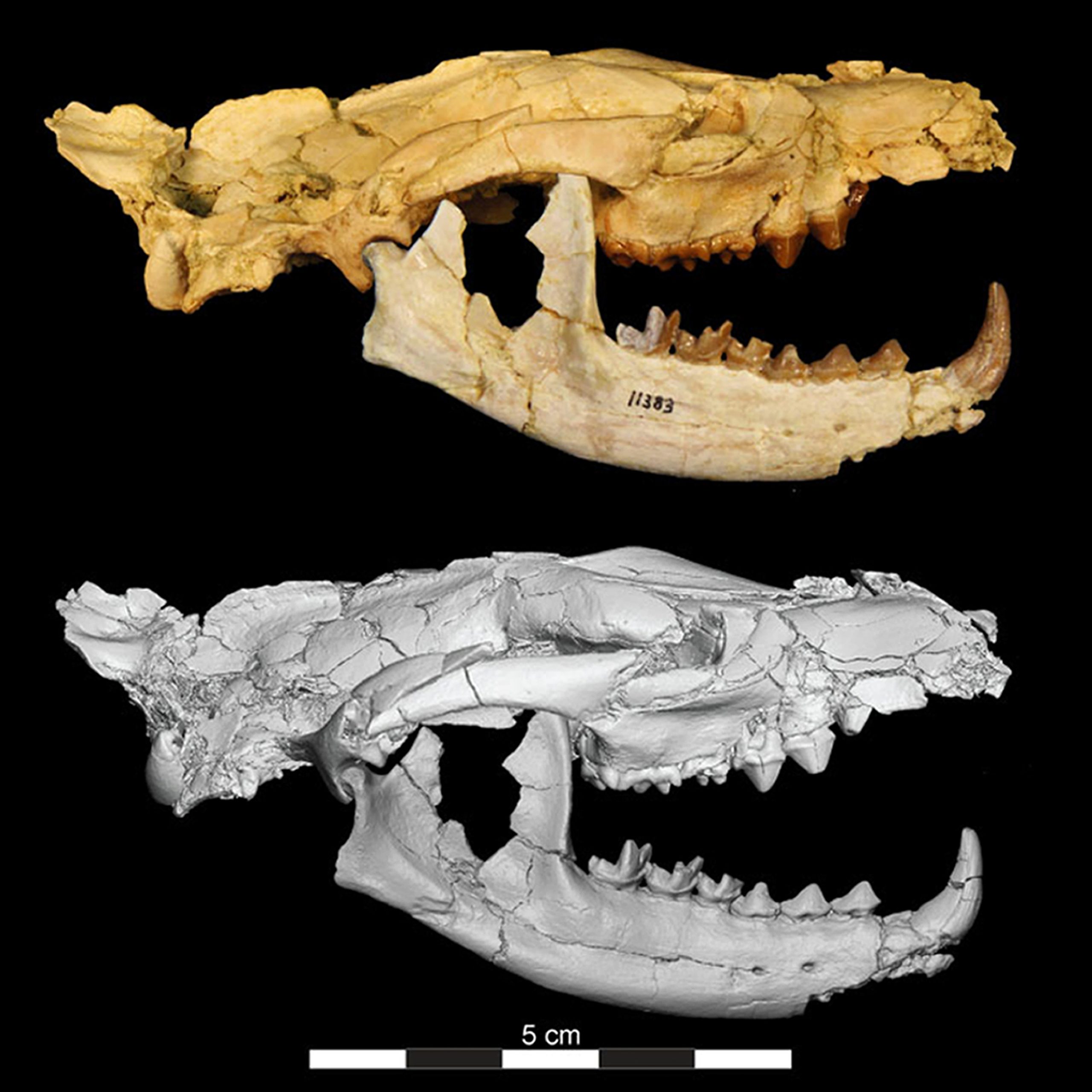 Encontrados fósseis egípcios de espécie de carnívoro extinto que habitou a Terra há 65 milhões de anos