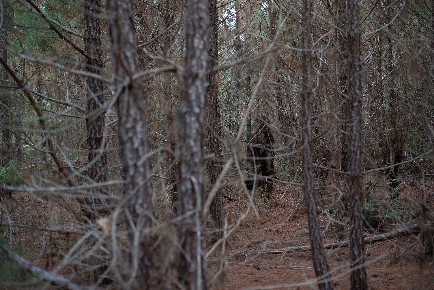 Bigfoot: Conseguirá a ciência explicar a lenda?