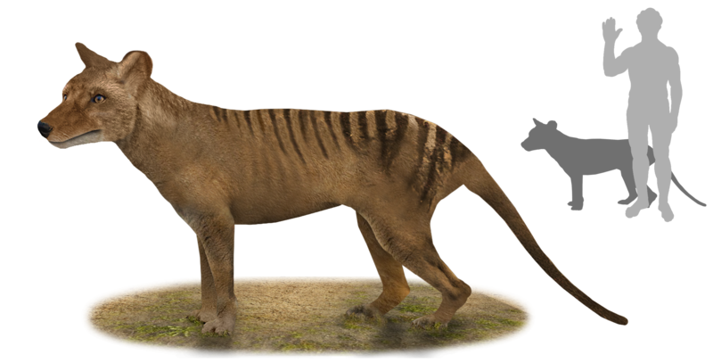 Cientistas planeiam “ressurreição” do tigre da Tasmânia