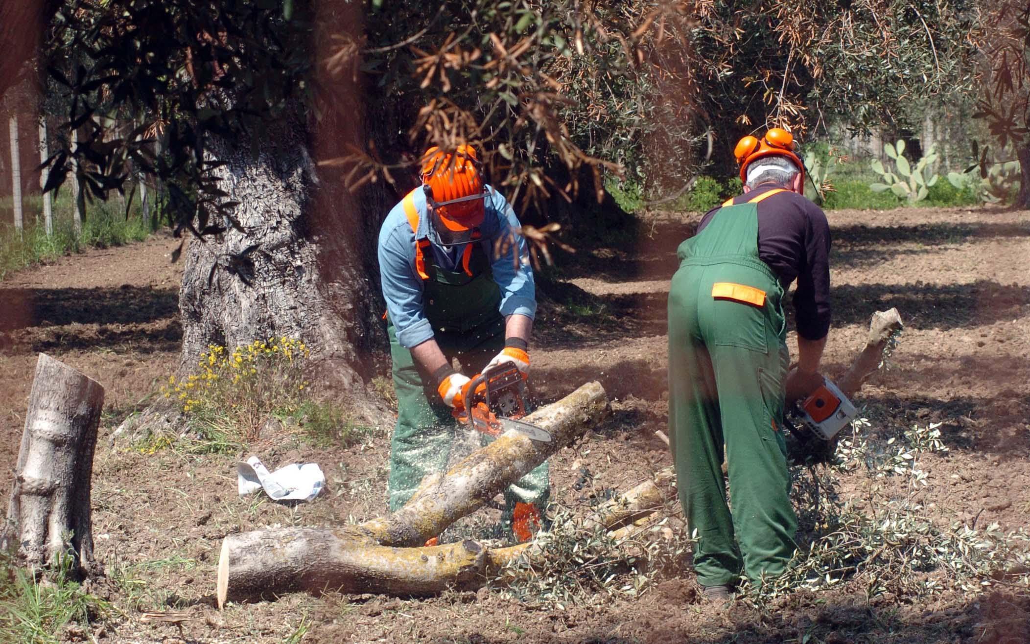 Bactéria ‘Xylella fastidiosa’ com 32 focos em Gaia, mas autoridades garantem estar atentas