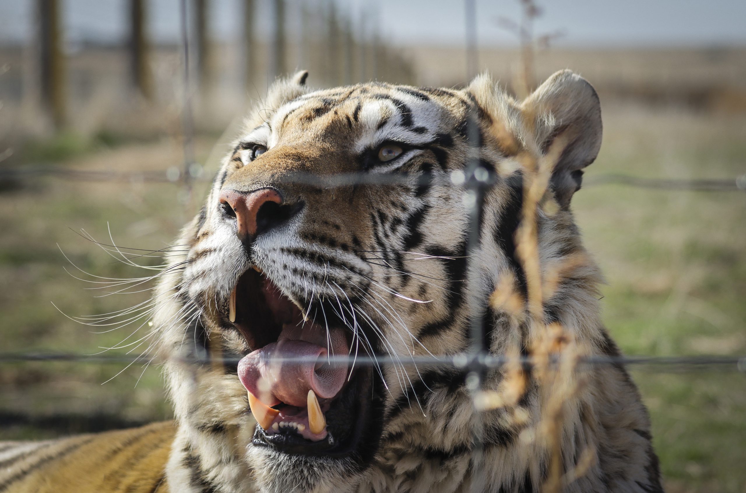 Lembra-se da série “Tiger King”? Justiça dos EUA apreendeu os animais do controverso jardim zoológico