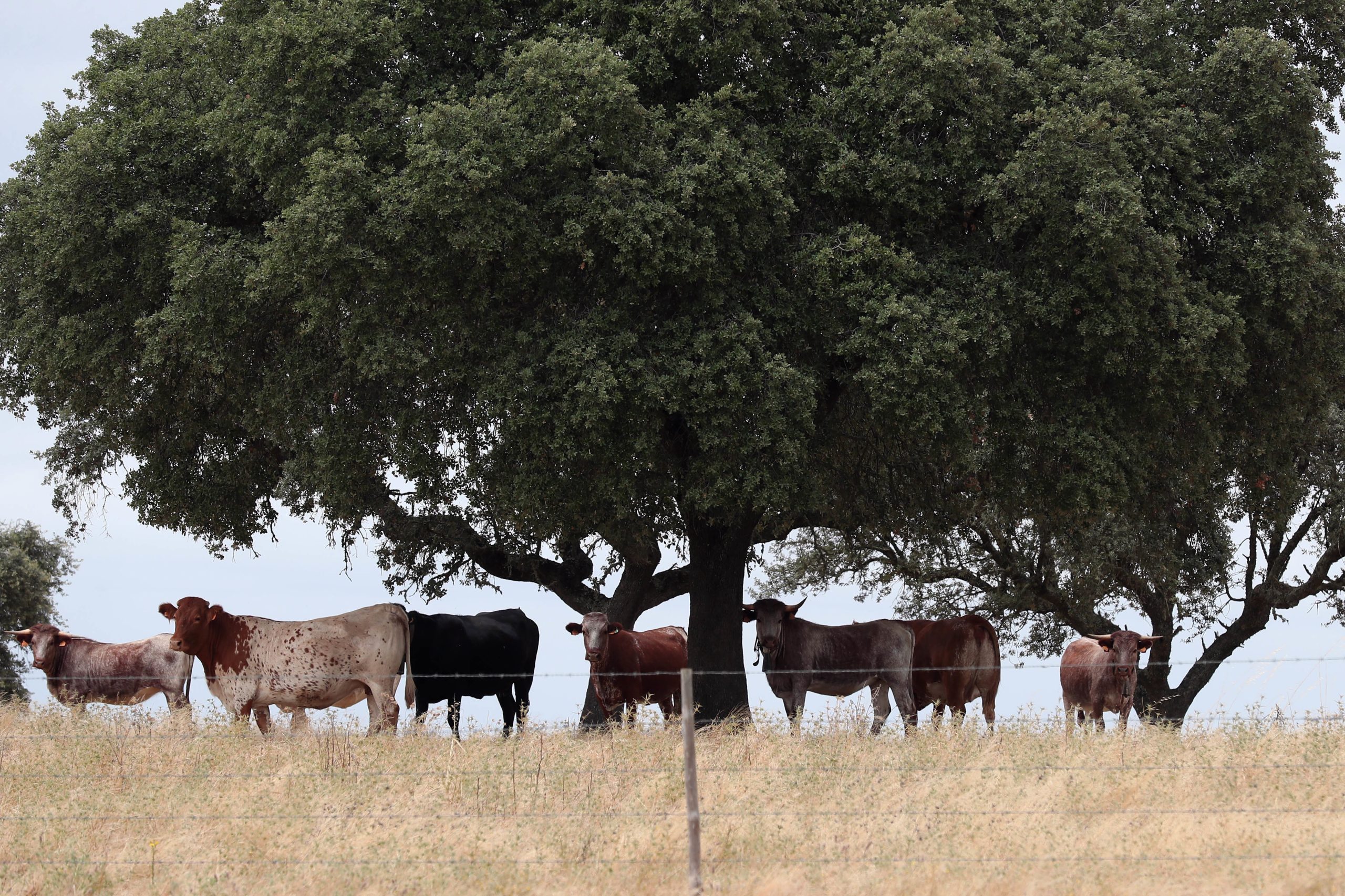 Vírus afeta bovinos em Espanha e deixa Portugal abrangido pelas restrições