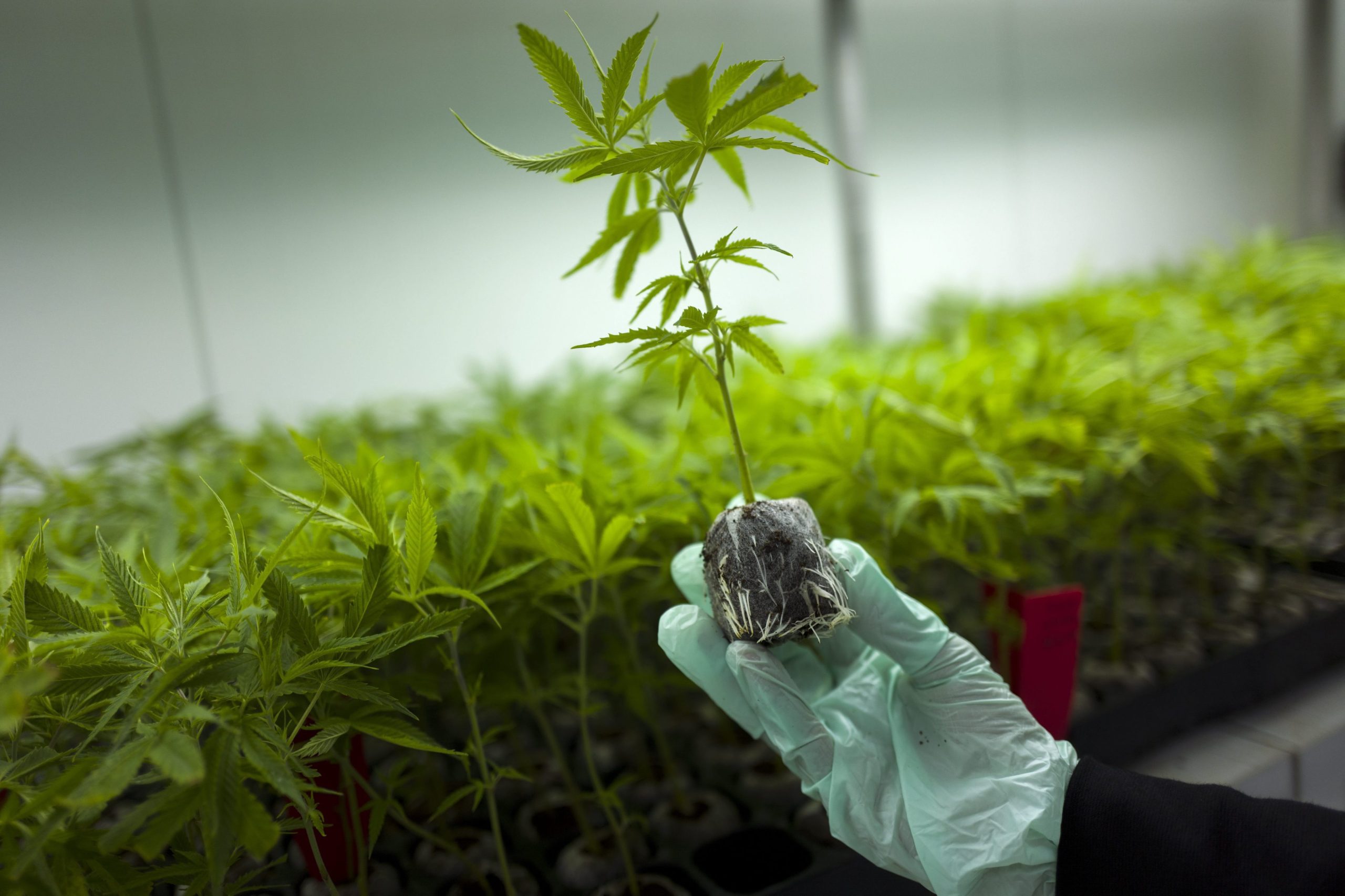 Denver é a primeira cidade dos EUA a permitir marijuana em restaurantes e galerias de arte