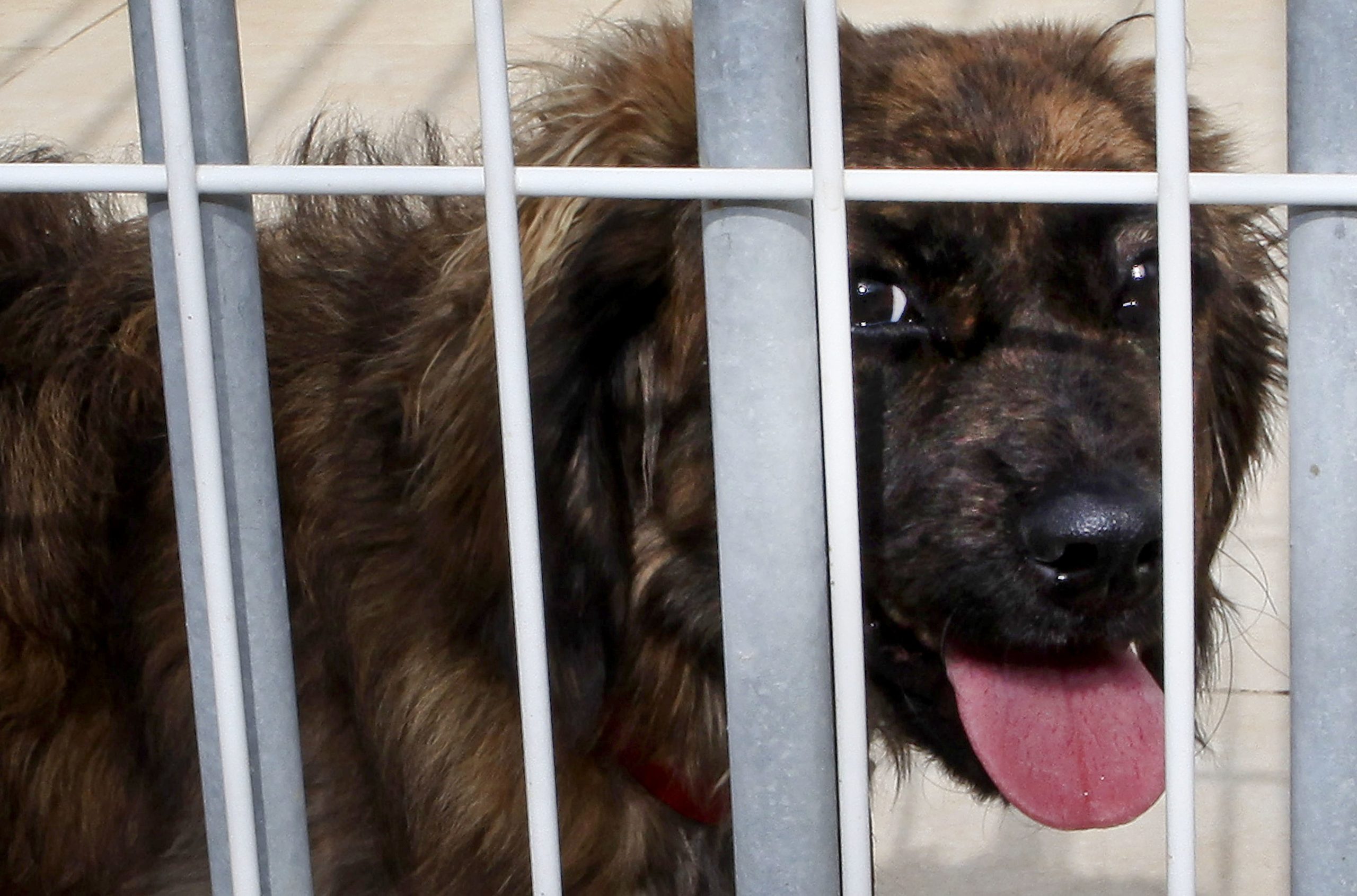 Novo canil municipal de Fafe tem capacidade para acolher 240 animais