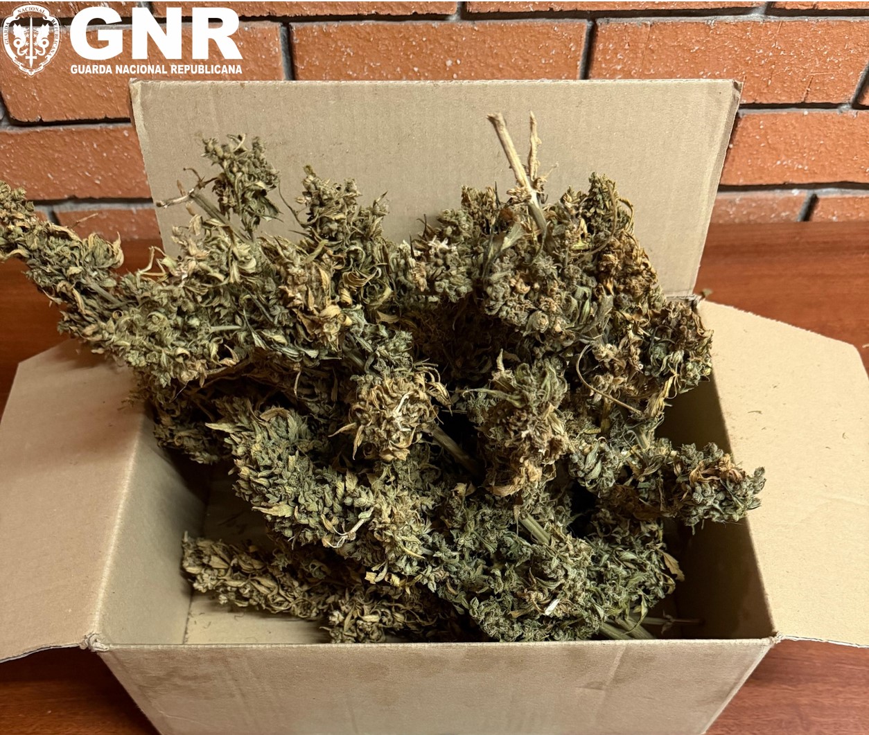 Mulher detida em Santo Tirso por cultivo de canábis