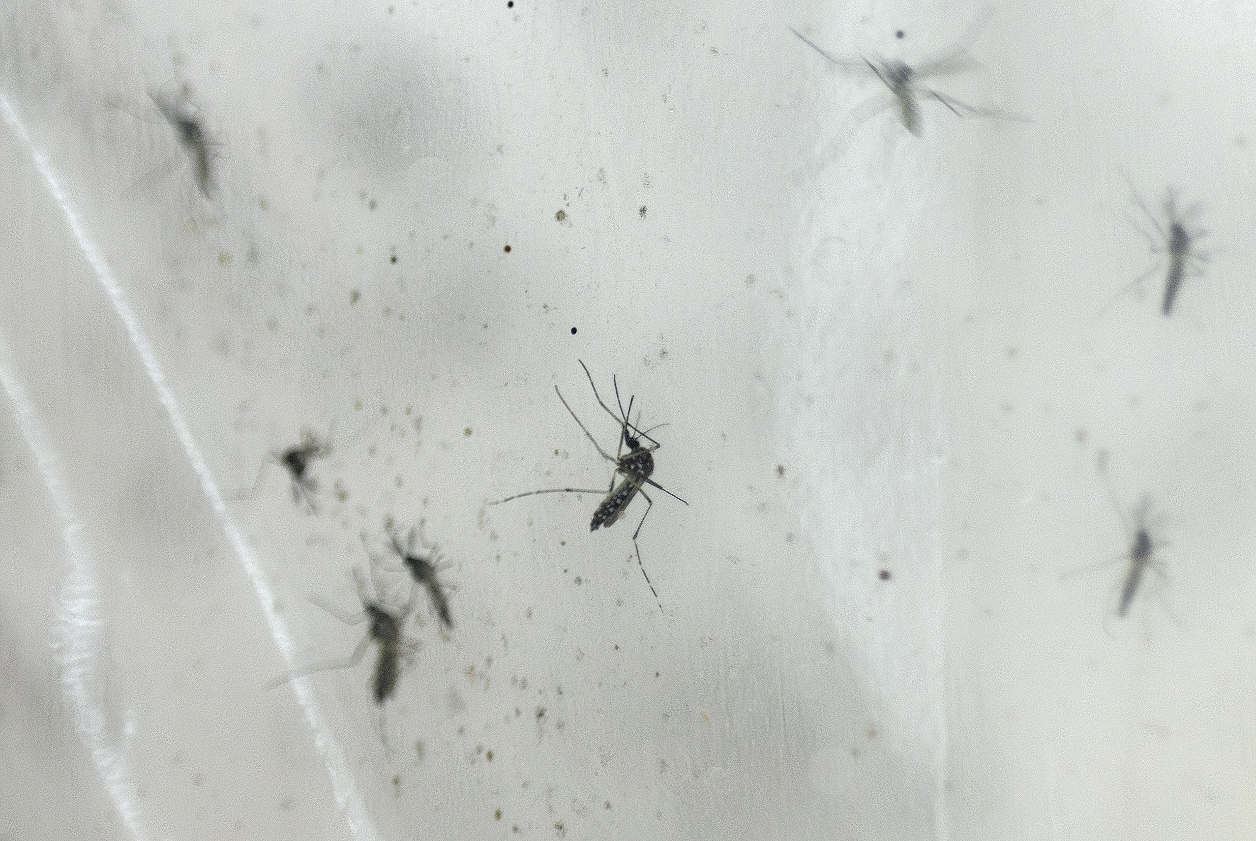 Mosquitos do dengue e zika identificados em Cascais e Pombal
