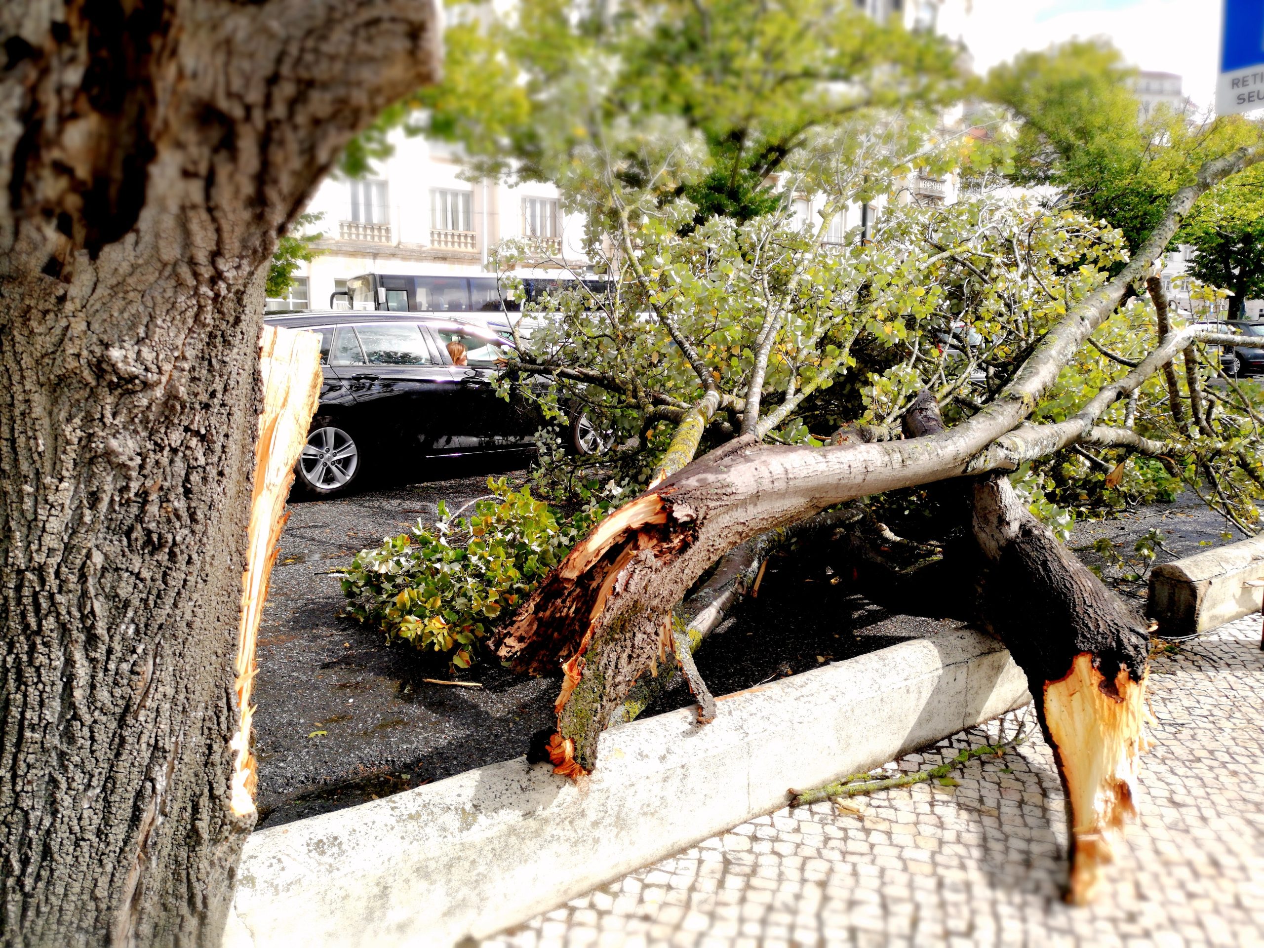Buarcos pode perder 40 árvores entre intervenção camarária e tempestade Leslie