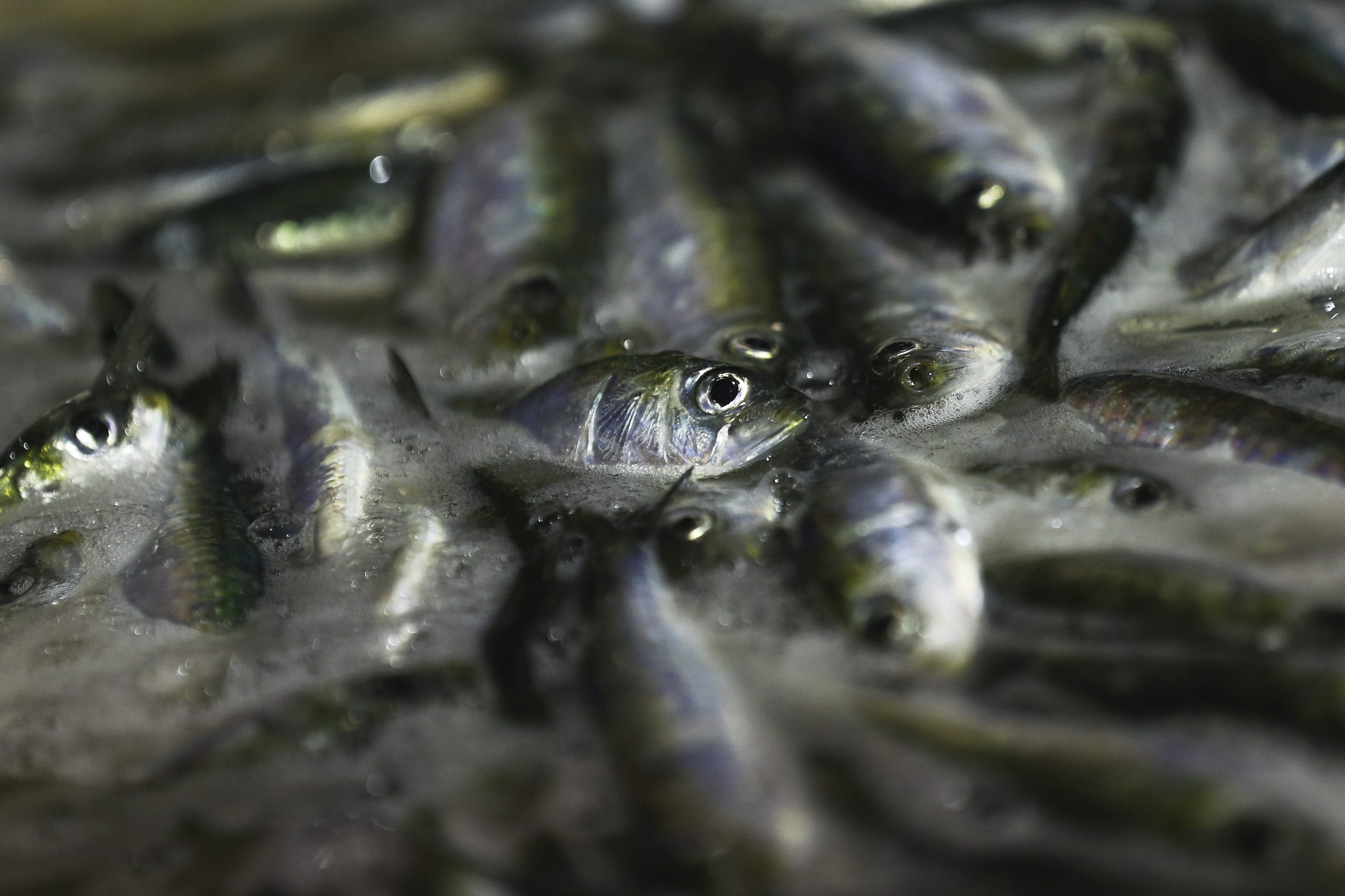 Governo garante que pesca da sardinha vai continuar com nível “baixo e muito rigoroso”