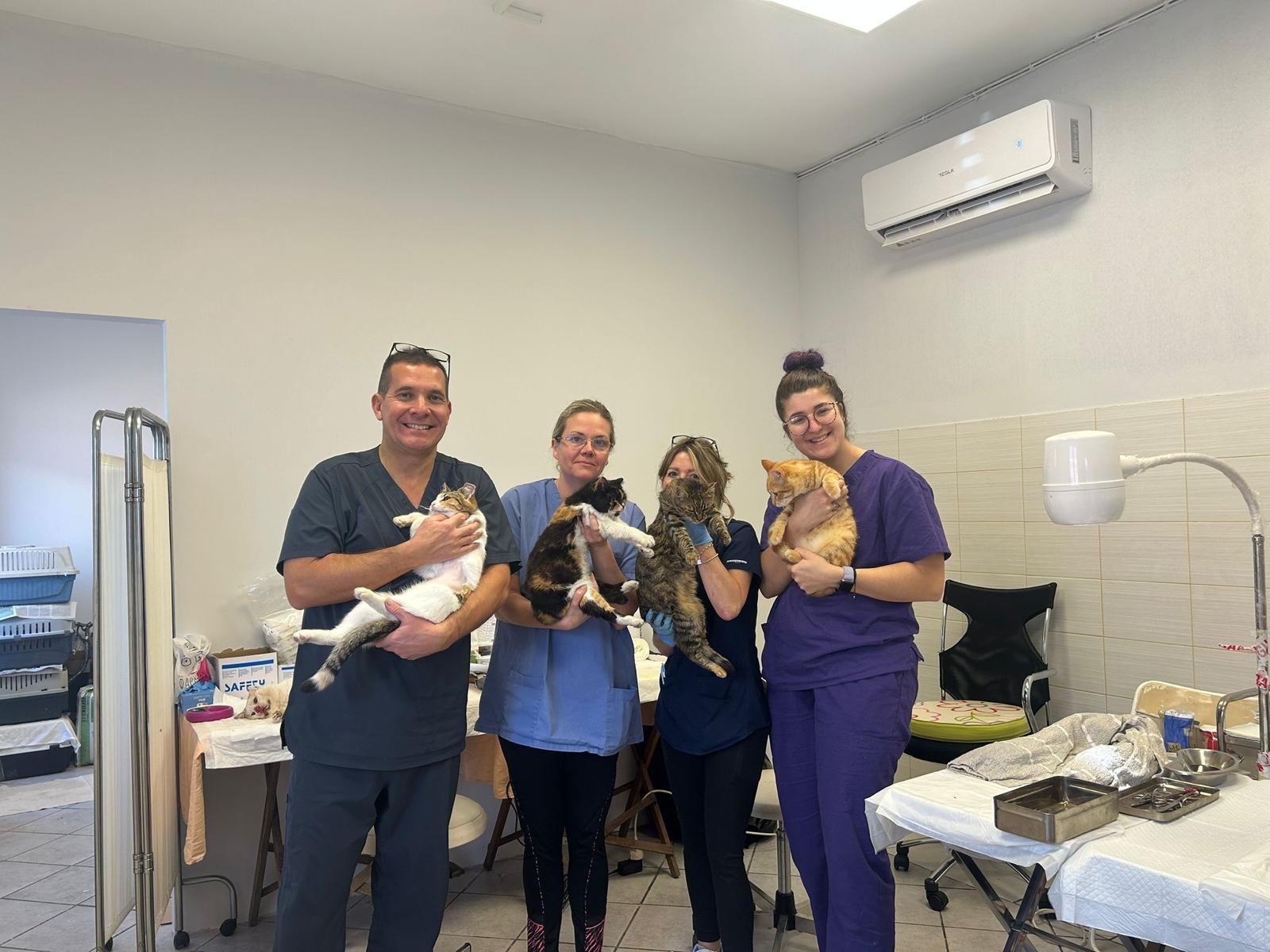 Aqui há gatos (vadios). E veem-se gregos para os esterilizar