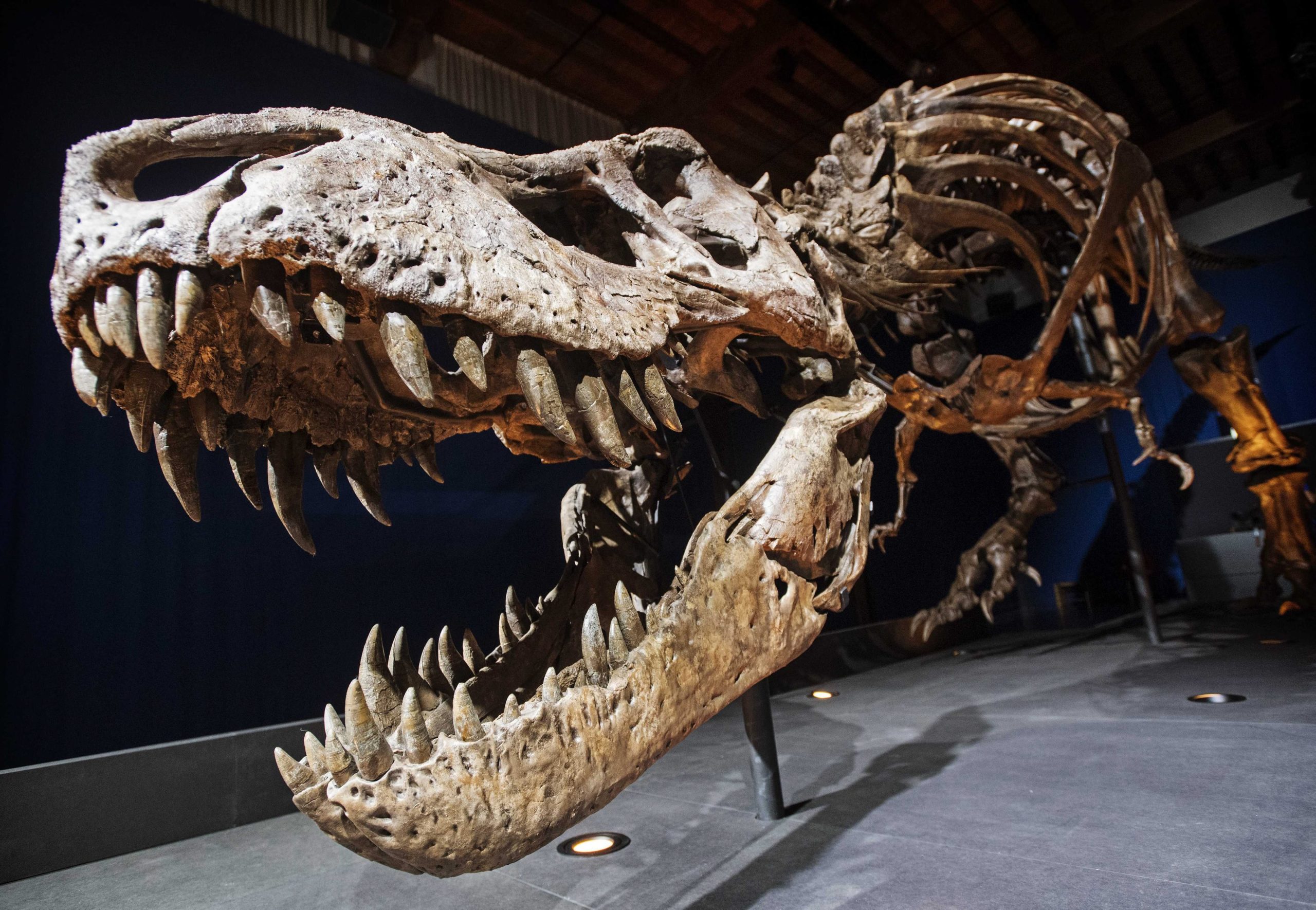 Descoberta nova espécie de tiranossauro