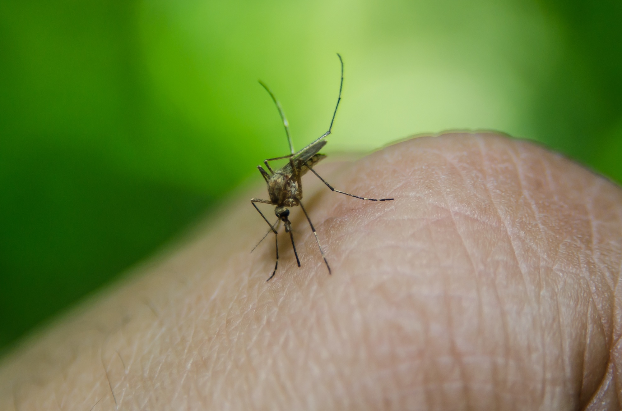 Se “afogássemos o planeta num pote de inseticida” as doenças transmitidas pelos mosquitos desapareciam? Não, mas existem “pontos fracos” a estudar