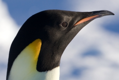 Pinguim gigante fossilizado dá pistas para identificação de nova espécie de animal pré-histórico