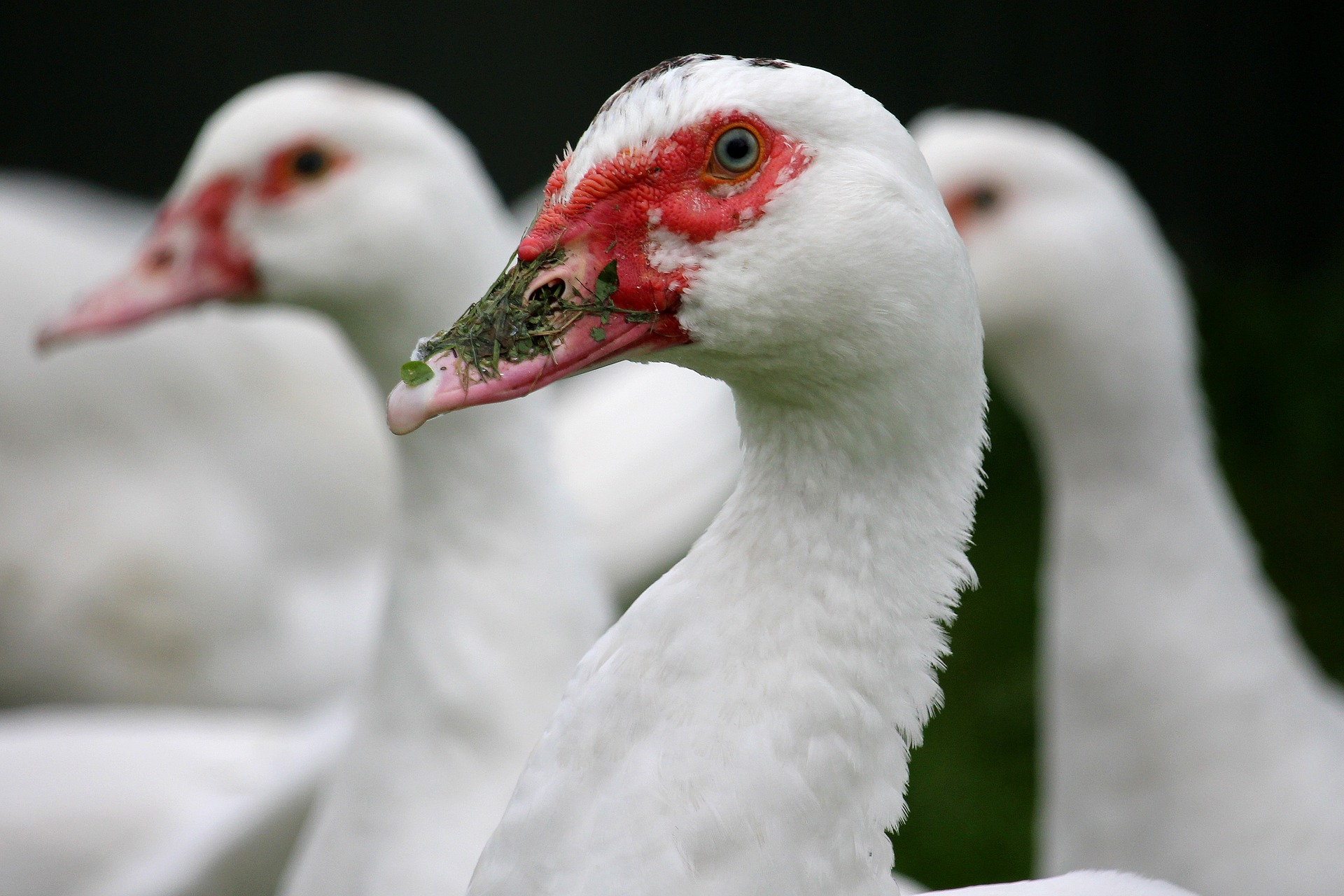Associação francesa pede fim da exploração de patos para foie gras
