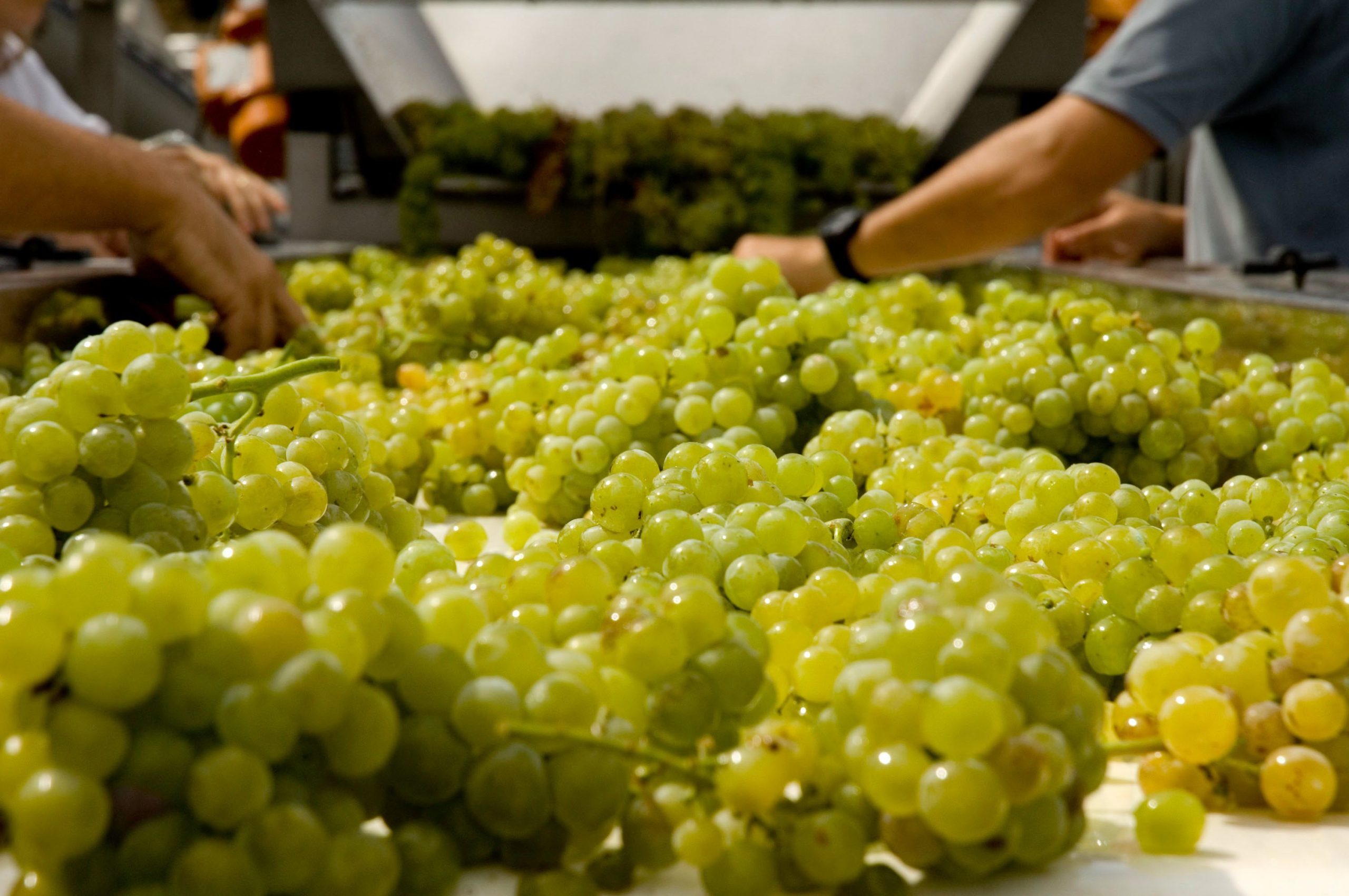 Douro já vindima com perspetivas de uma boa colheita. E a aposta deste ano vai para os vinhos menos alcoólicos