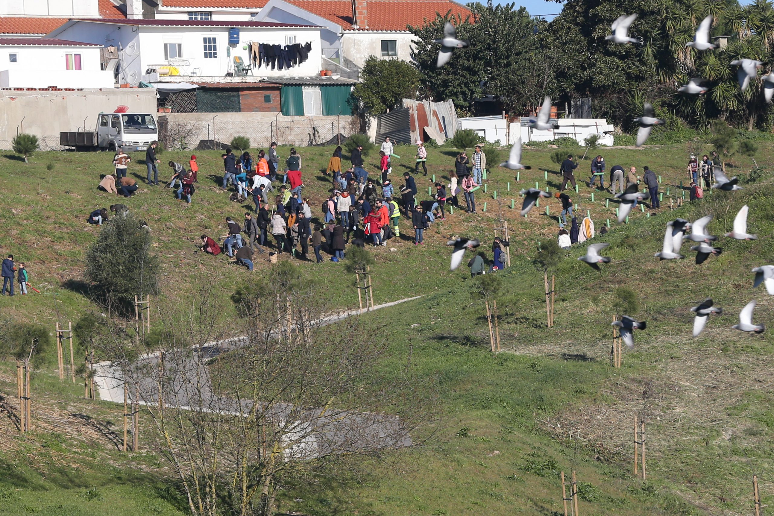 Mais de 4.500 pessoas plantaram hoje 20 mil árvores em Lisboa