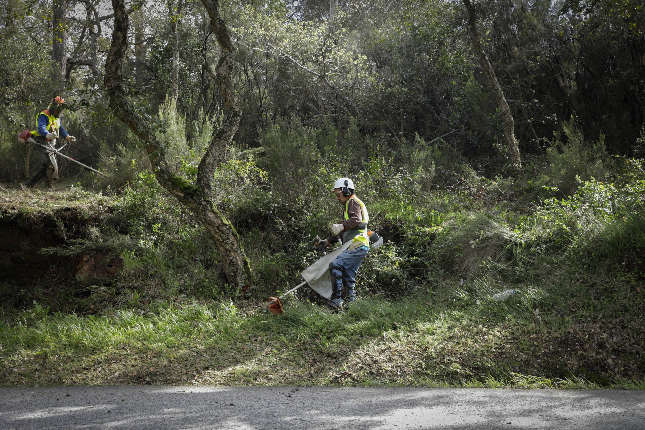 Incêndios: Levantados cerca de 2.000 autos por falta de limpeza de mato, queimas e queimadas
