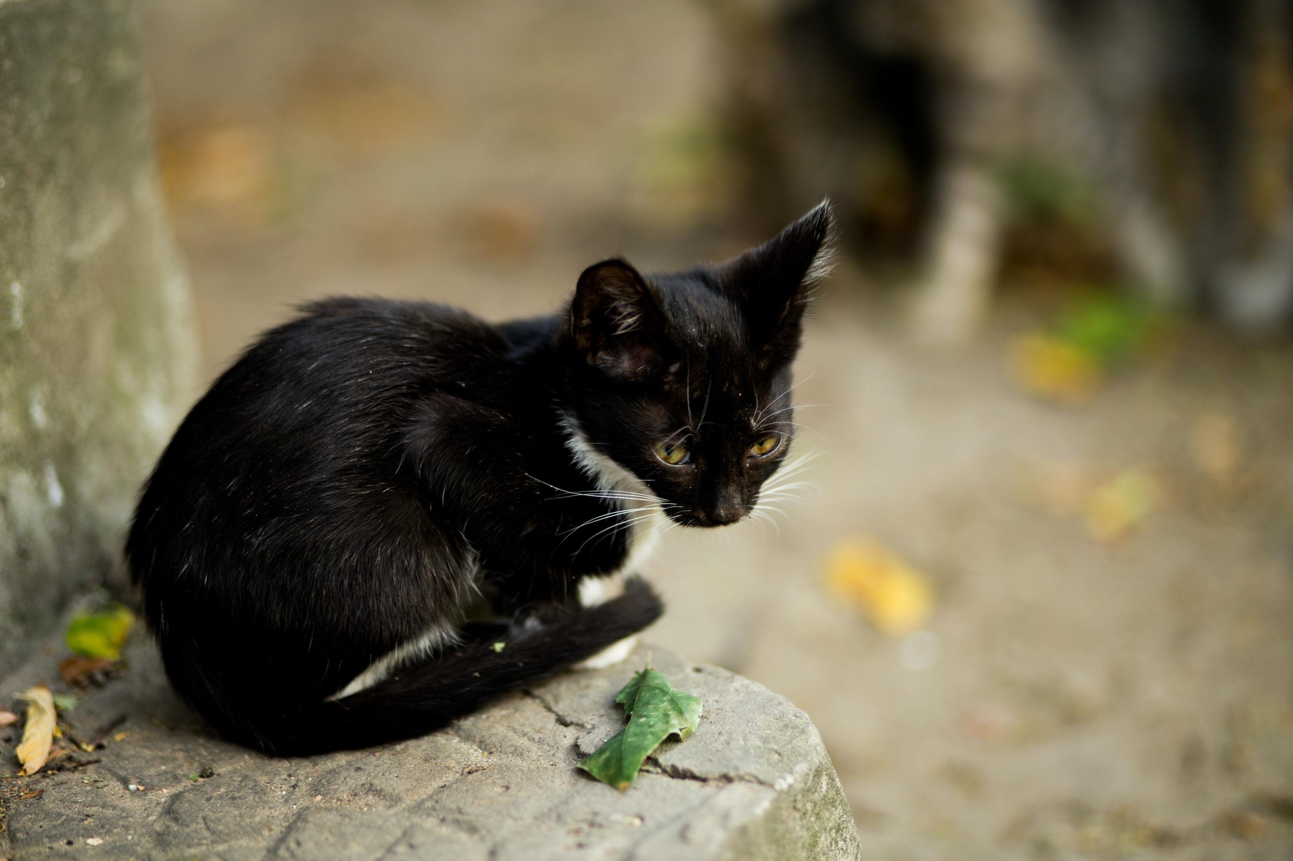 Esta ilha do Mediterrâneo tem mais gatos do que pessoas