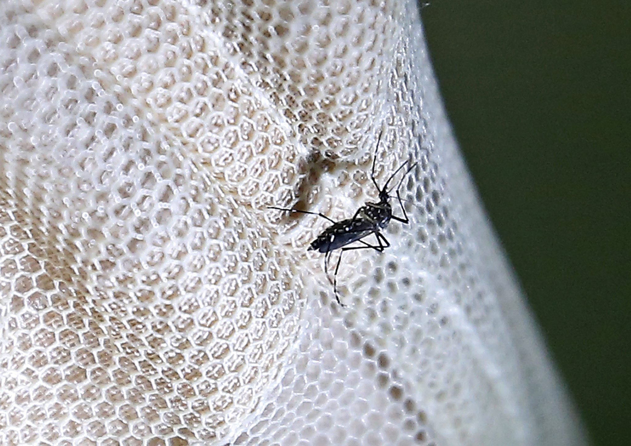 Calor vai espalhar malária, zika, dengue e chikungunya pelo mundo, afirmam especialistas