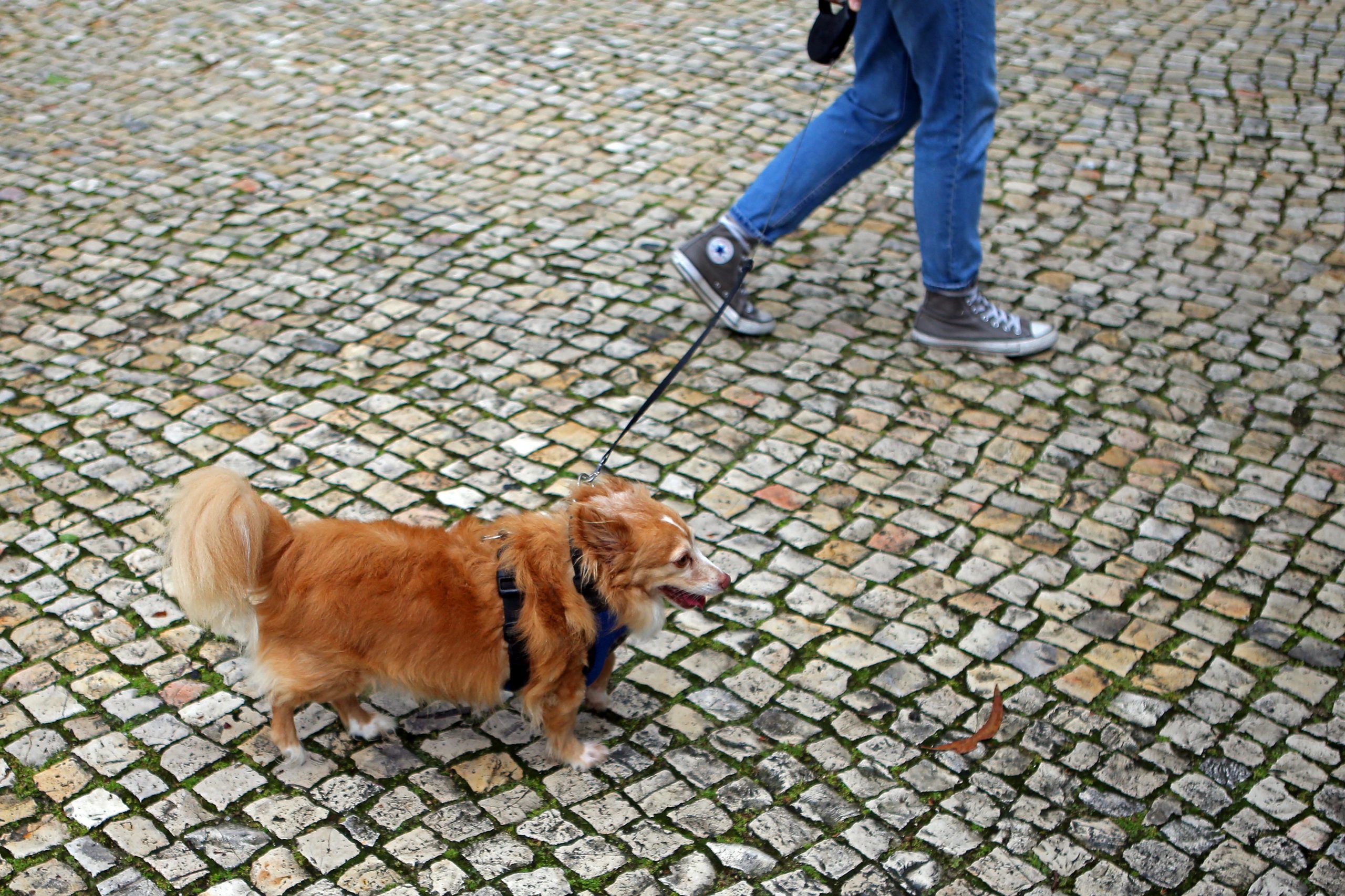 Contestada mudança de tutela dos animais de companhia entra hoje em vigor