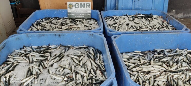 GNR apreende mais de 47 toneladas de sardinha e biqueirão em Esposende