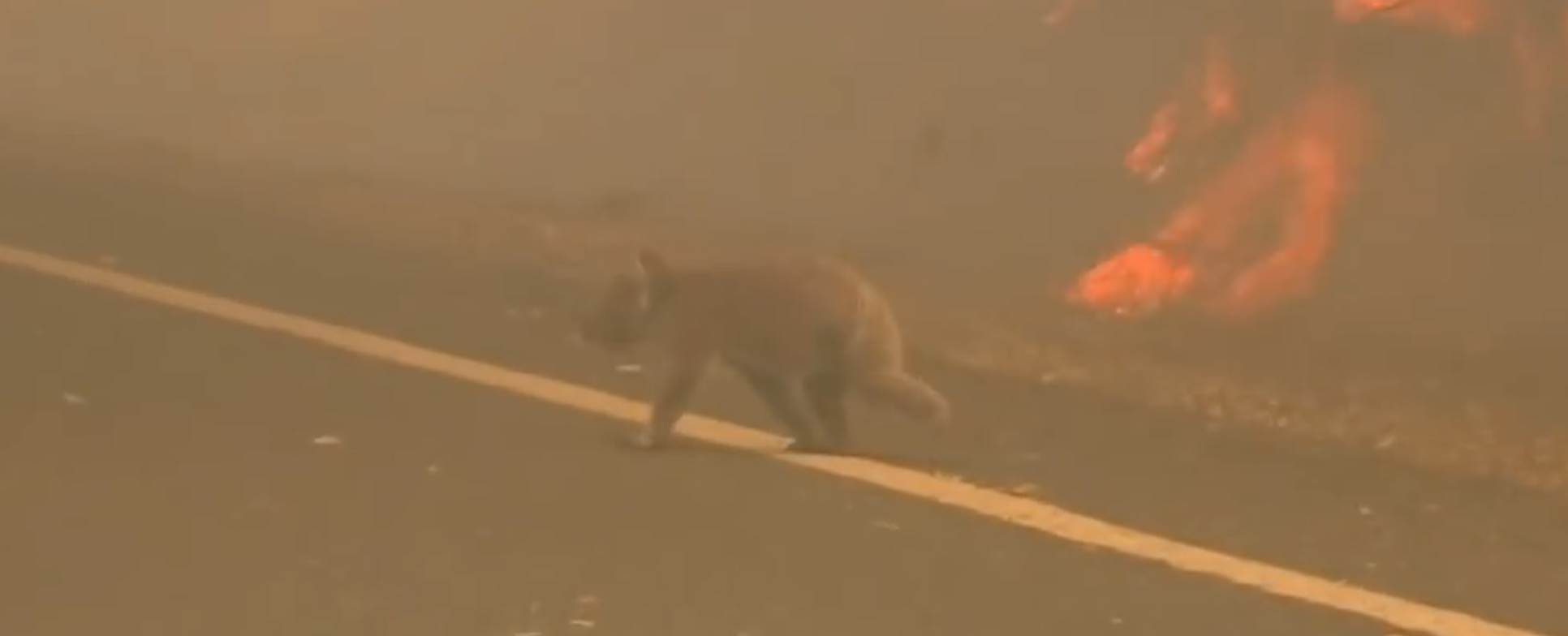 Coala resgatado das chamas reencontra-se com a avó que o salvou